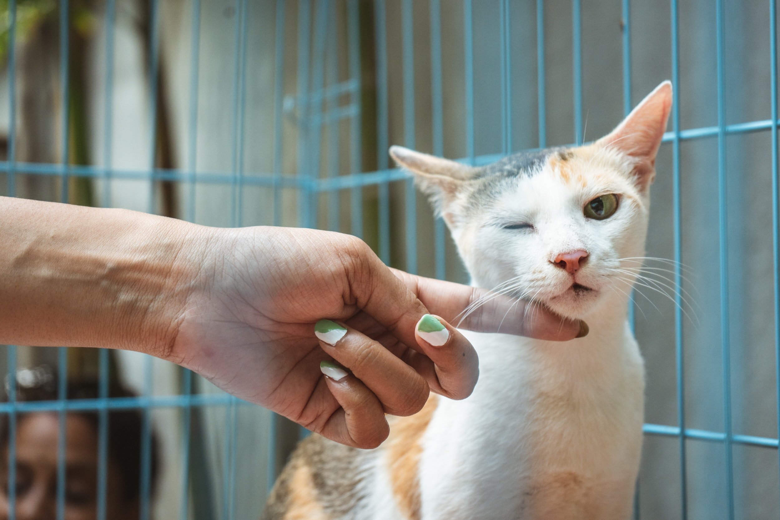 Blood transfusions in cats