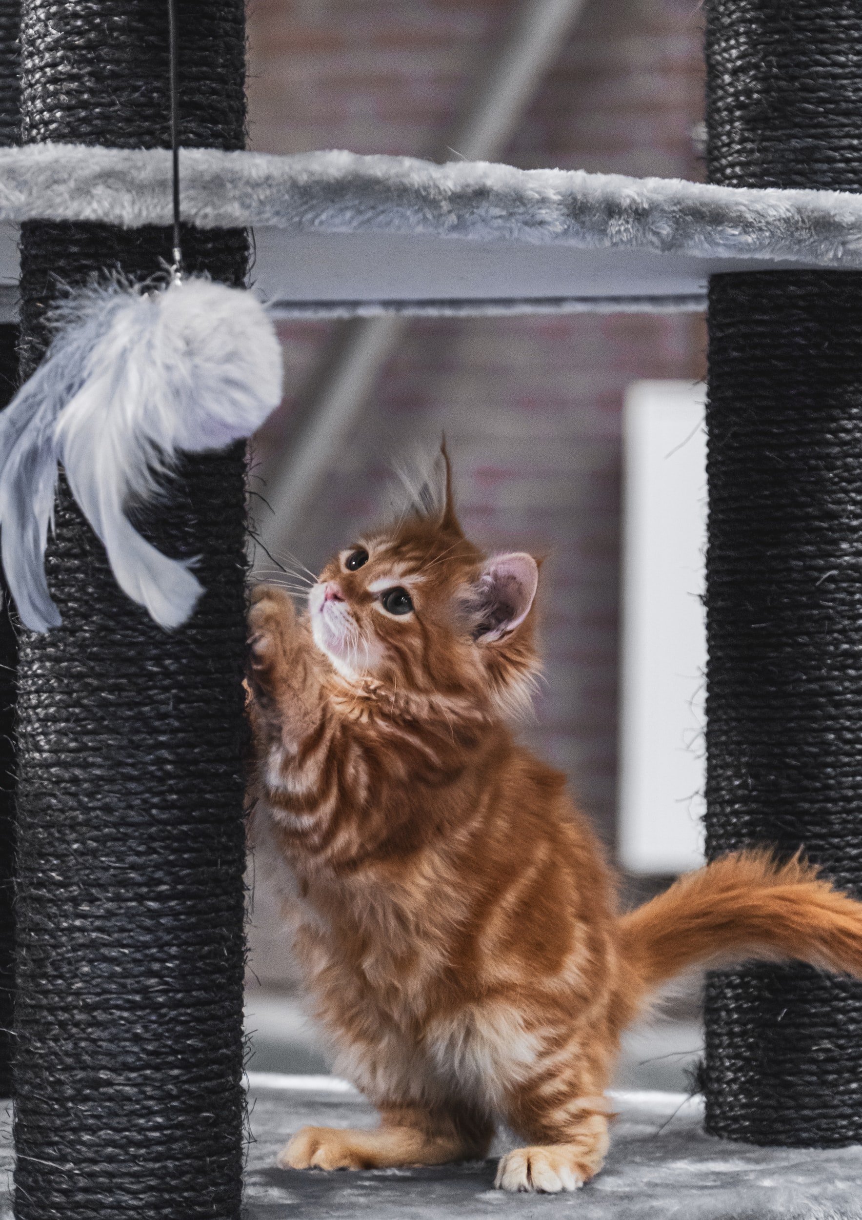 Do cats really like to hunt for their food?  The answer may surprise you