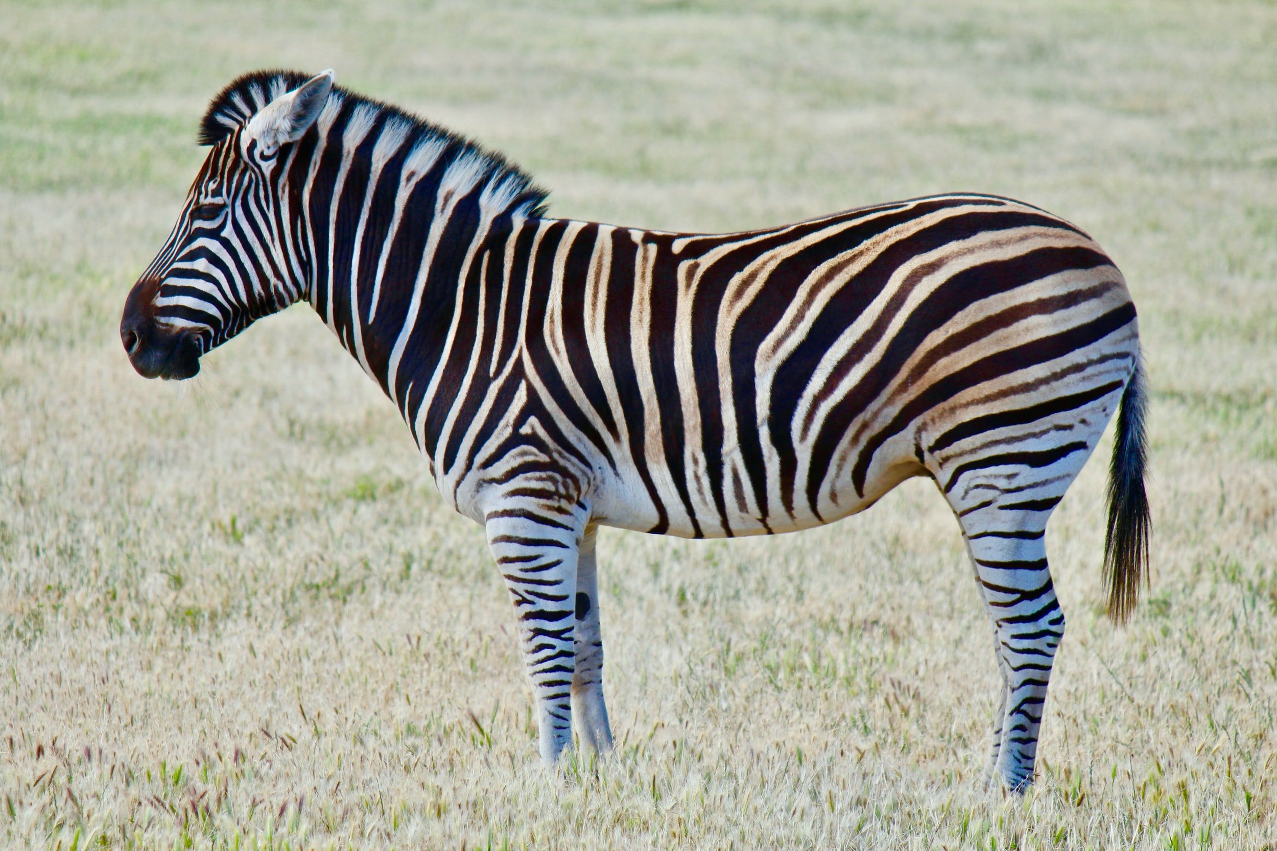 How vacation photos of zebras and whales can help conservation