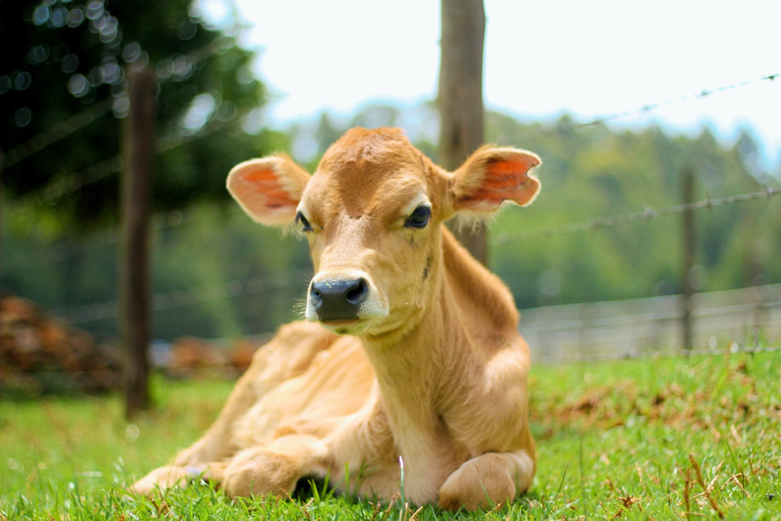 Rabid calf in South Carolina exposes more than a dozen to the disease 