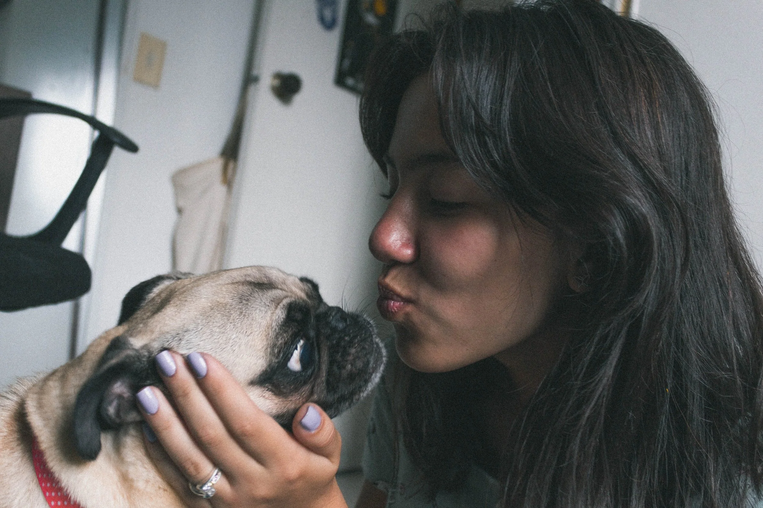 Dog-owner relationship appears similar for imported dogs 