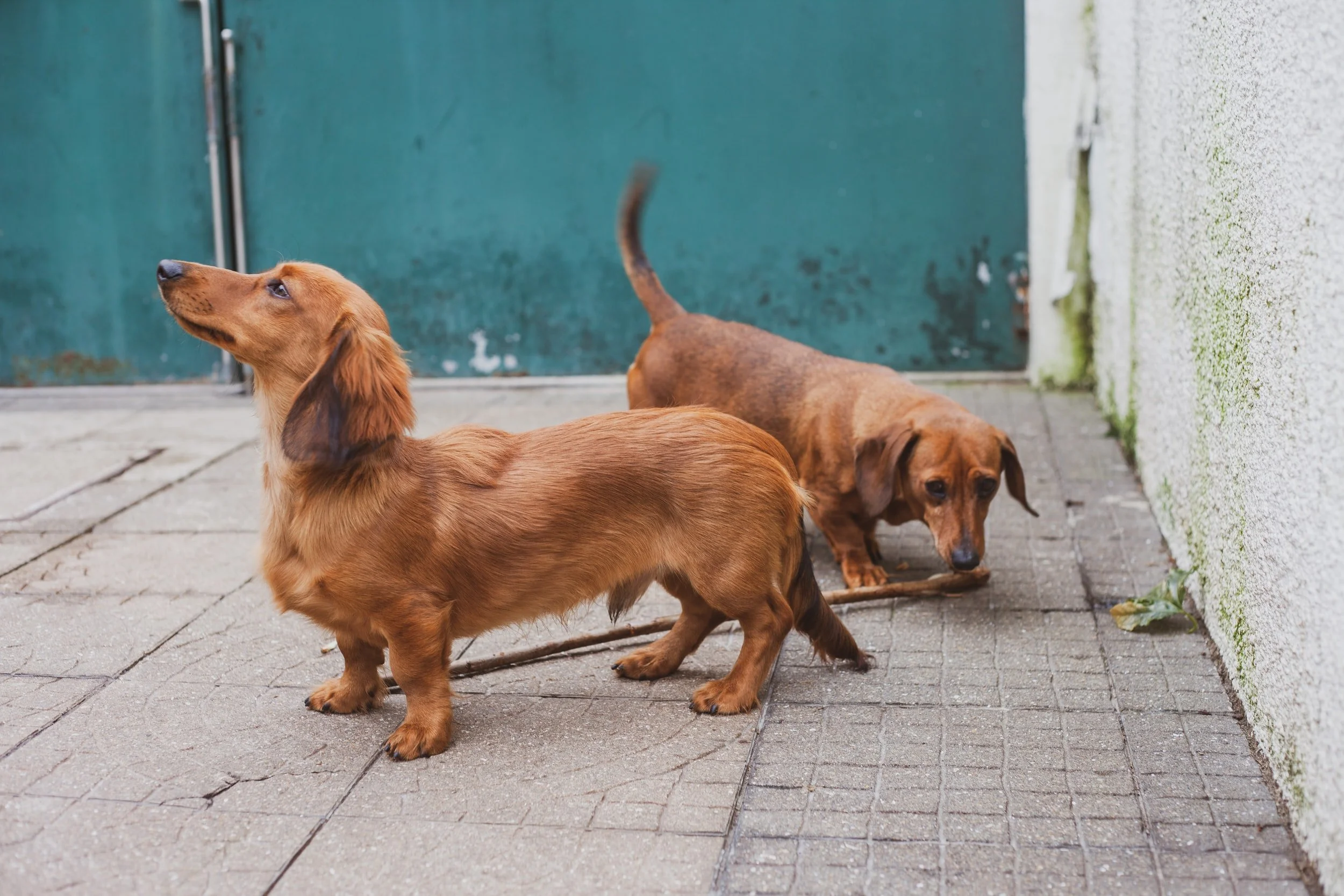 Male dogs four times more likely to develop contagious cancer 