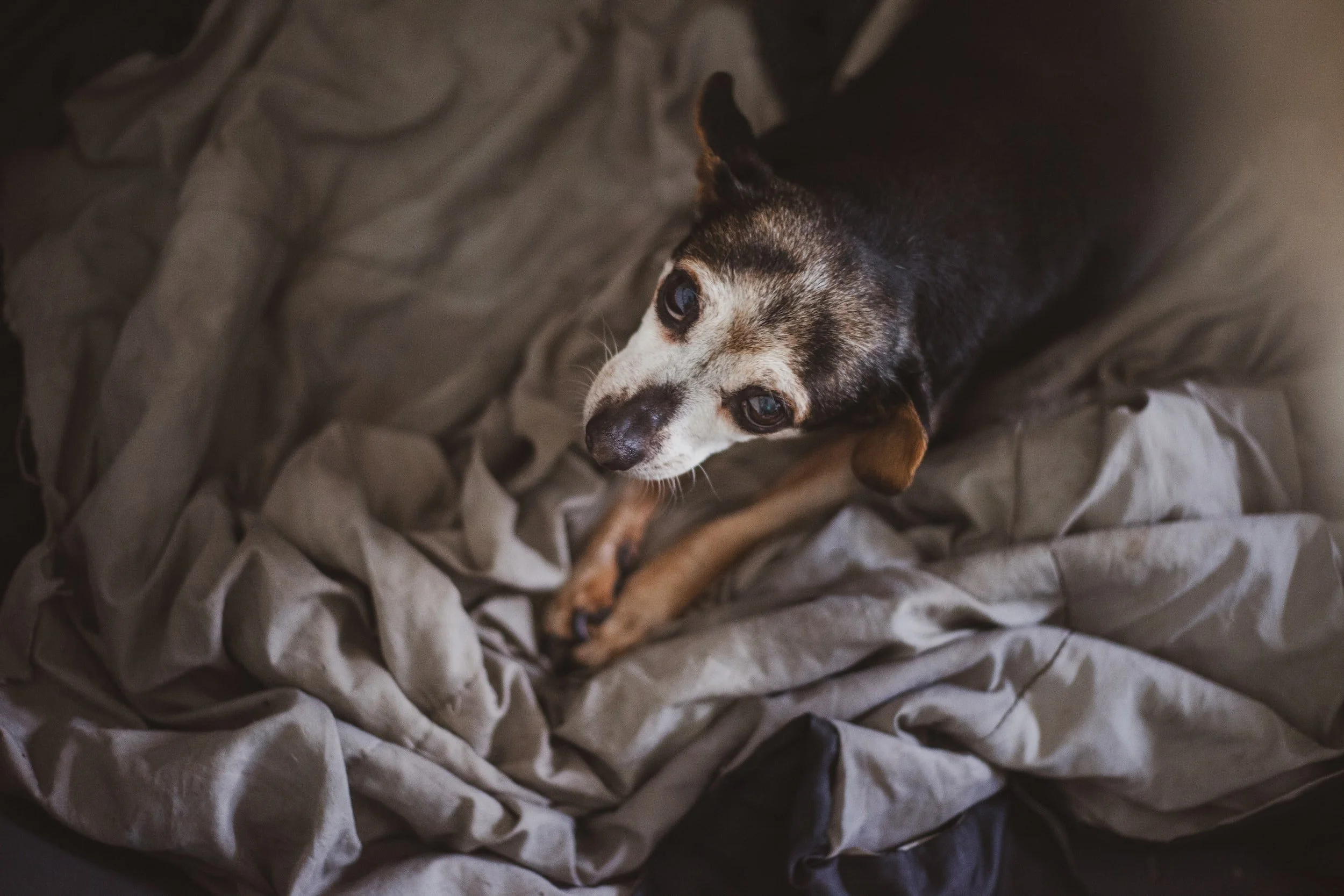 Hearing, cognitive function, and quality of life in aging companion dogs