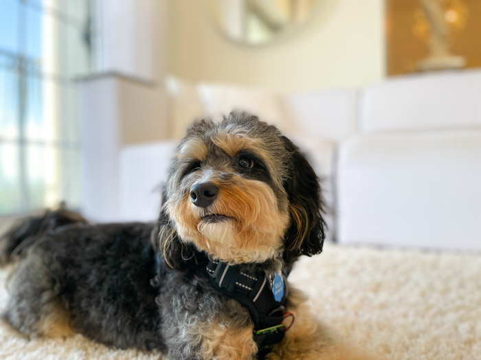 New tracker device keeps tabs on pets