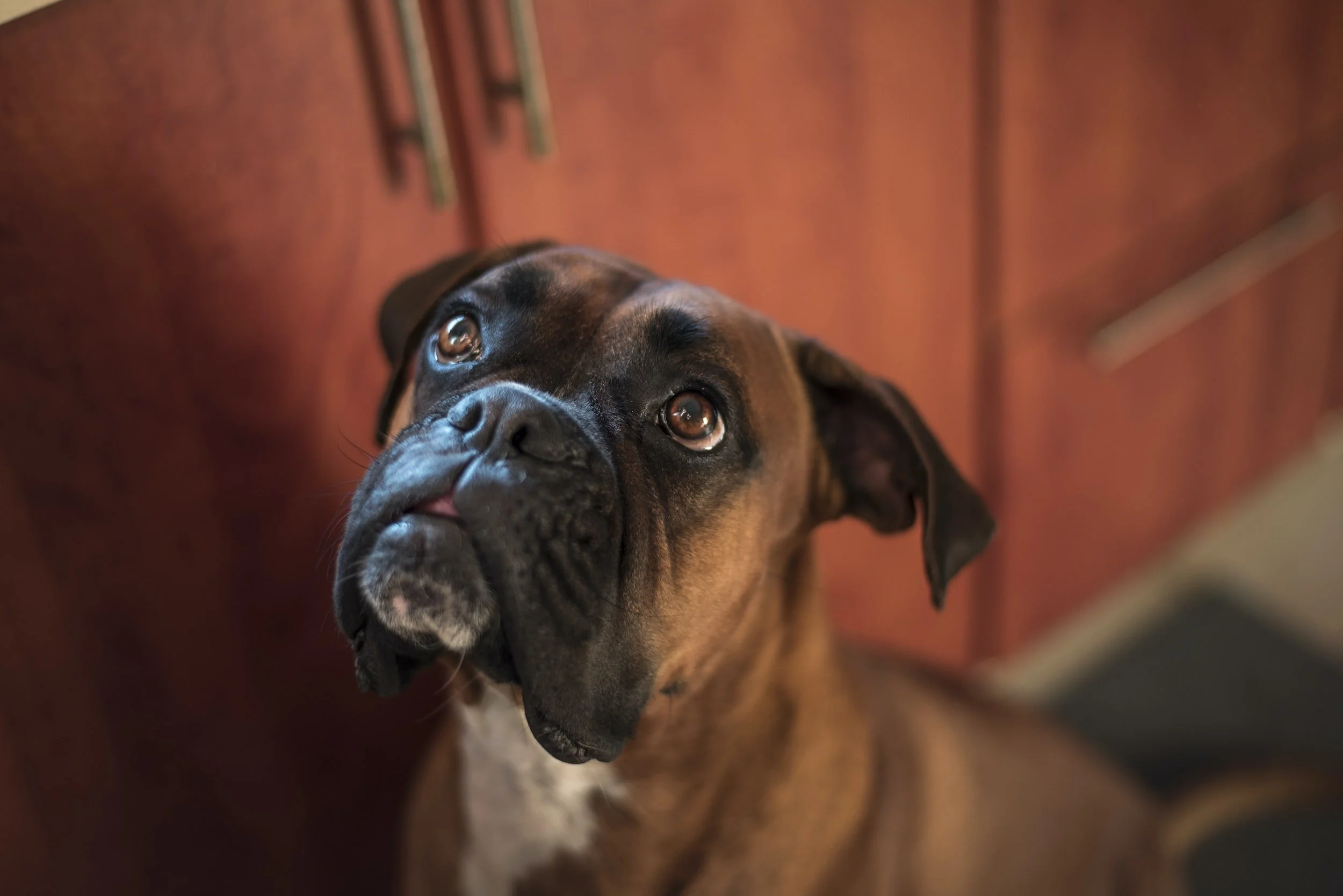 How prevalent is epilepsy in Boxers?