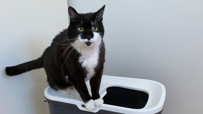 Cats’ personality appear to decrease litterbox issues