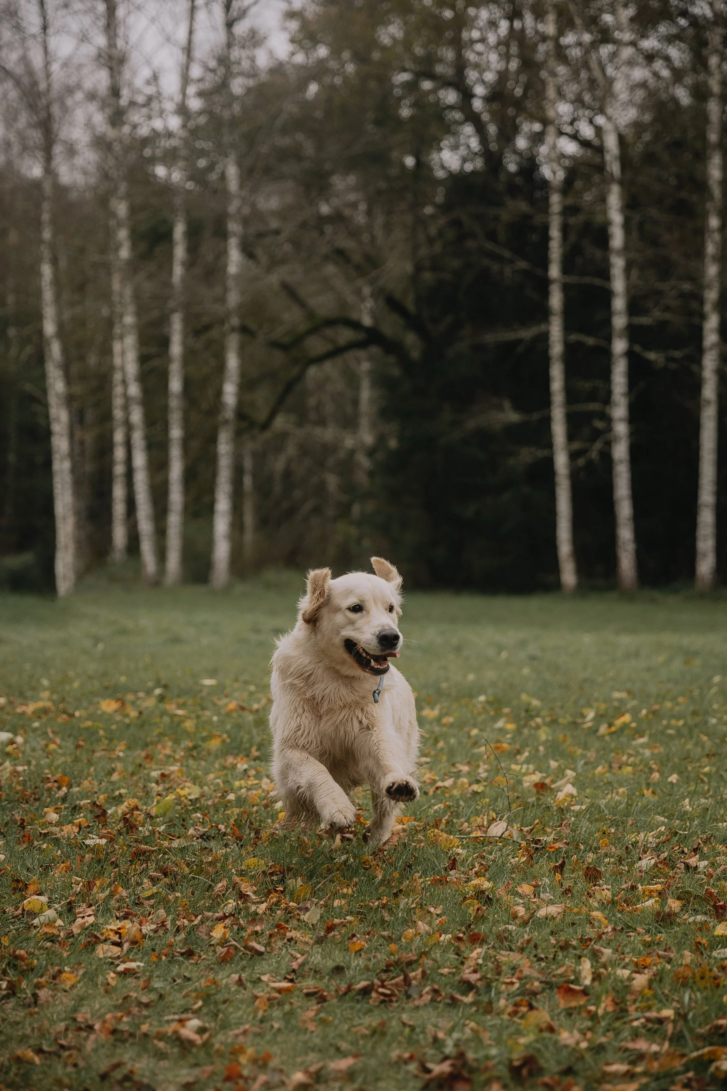 Unlocking the secrets of hip dysplasia: What dogs and humans have in common will amaze you