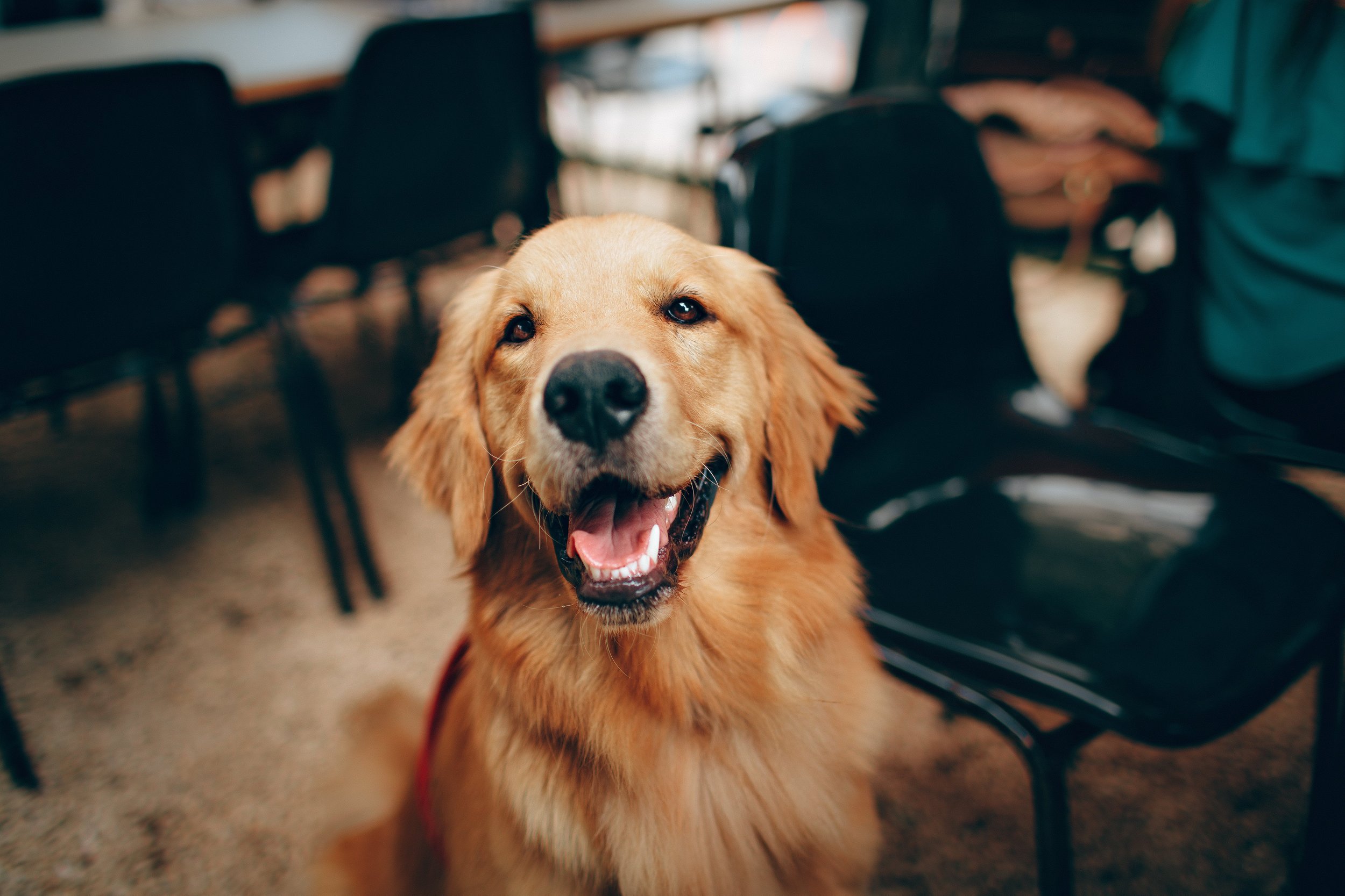 Golden Retriever Lifetime Study data uncovers potential connection between sterilization, hemangiosarcoma