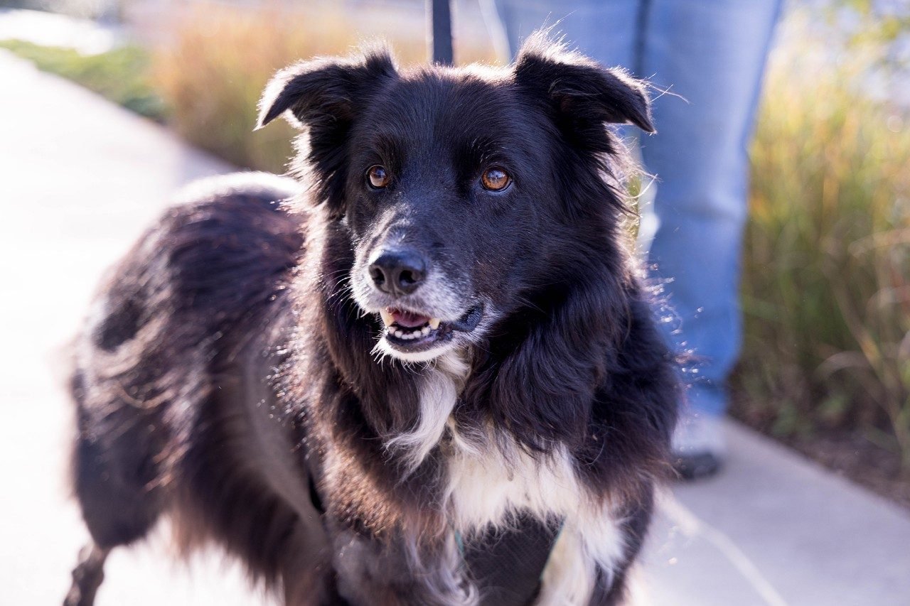 Oral cancer clinical trial offers hope to dogs and their owners