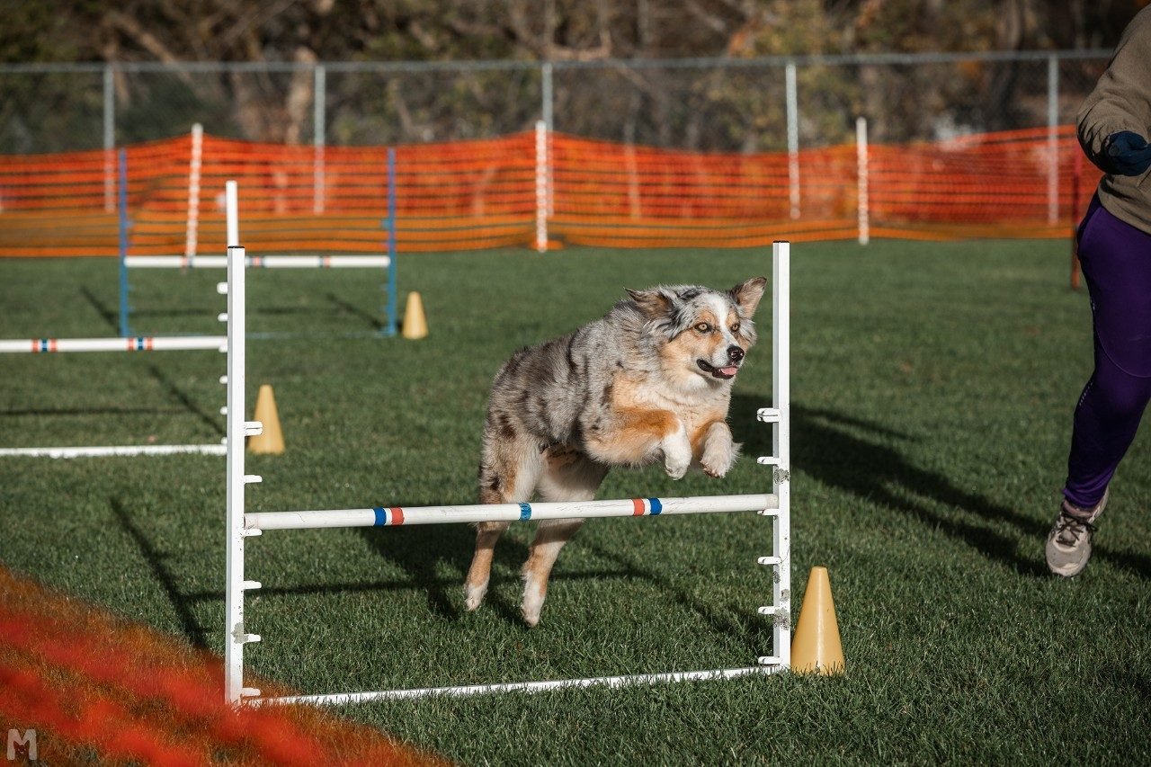 Overcoming Paralysis to Winning Championships: Veterinary College Plays Key Role in Belle's Remarkable Agility Comeback