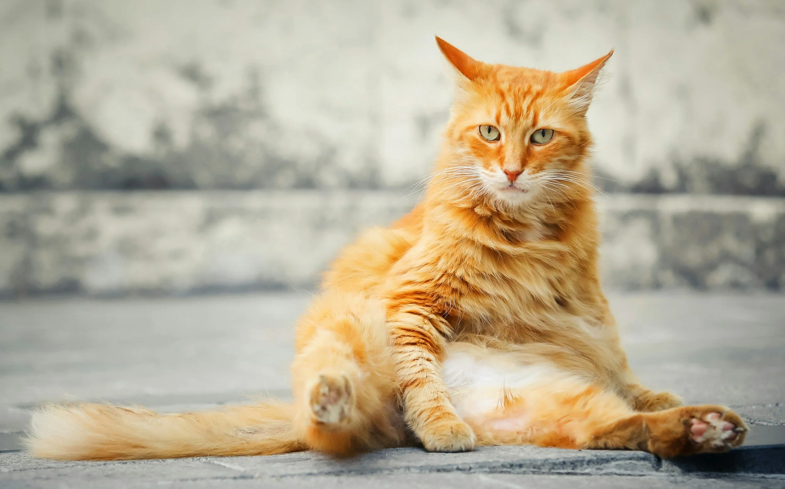What happens when cats get fat? Scientists weigh in