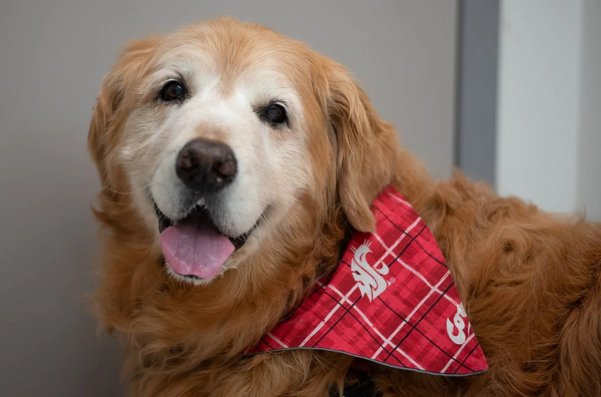 WSU celebrity Dash Dog treated at Veterinary Teaching Hospital