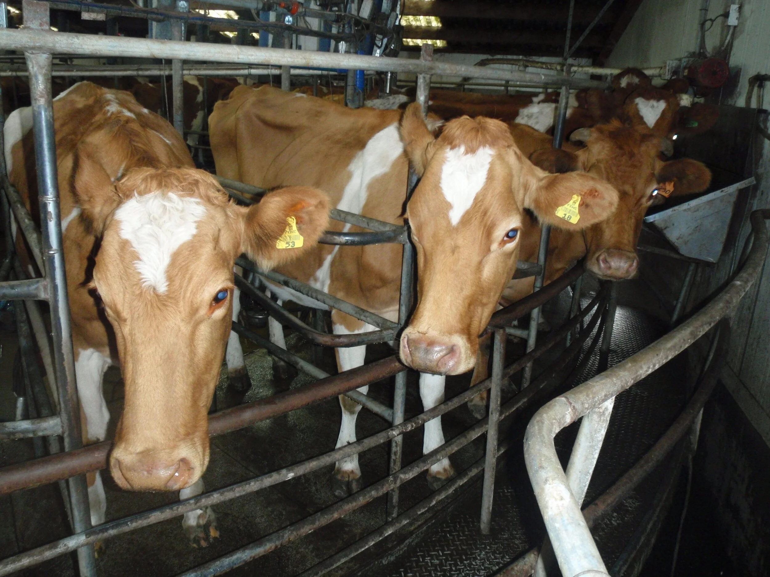 Cattle Chaos in North Dakota: Sale Barn Owners Slapped with Fines Over Risky Livestock Moves!