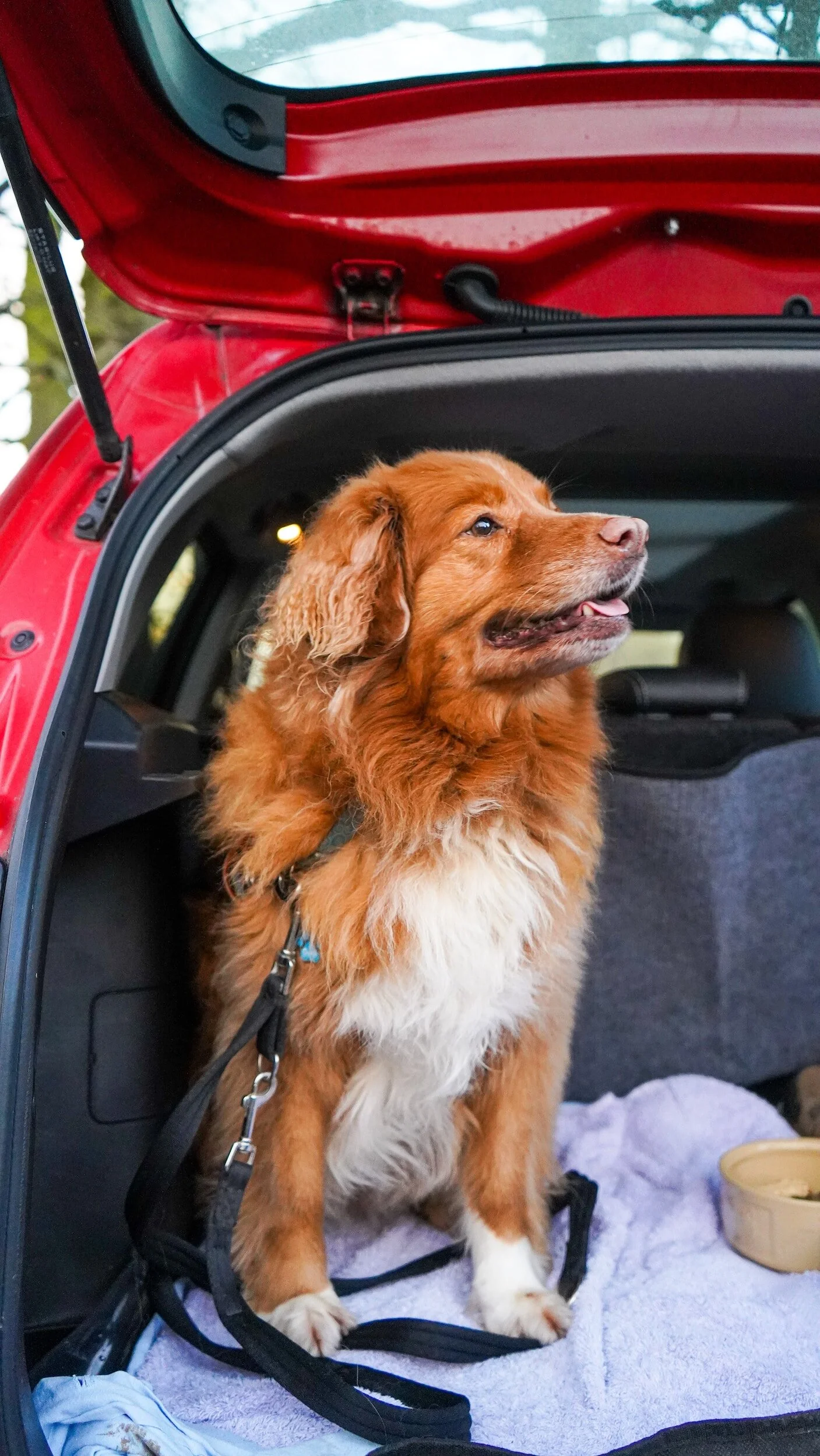 Unleashing canine travel: Hospitality and tourism sector urged to adapt to dog-friendly travel demands