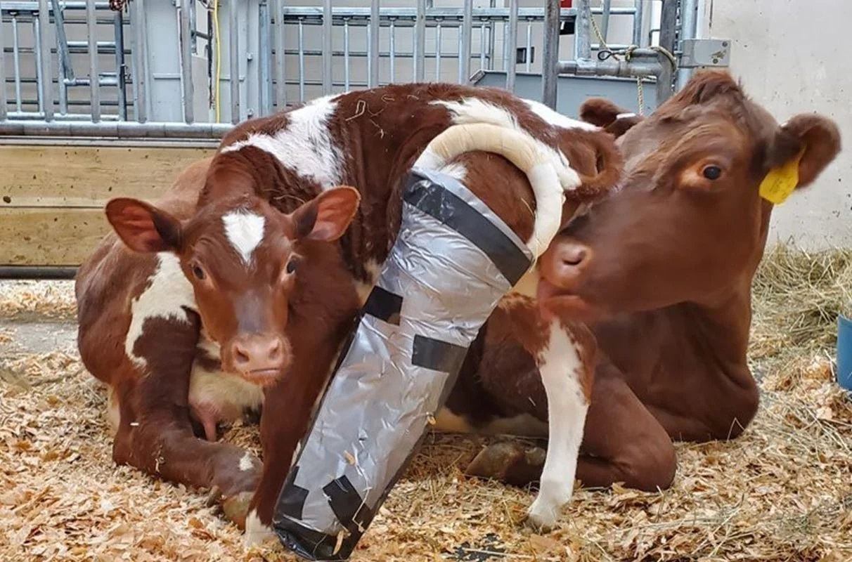 Hypatia's Remarkable Journey