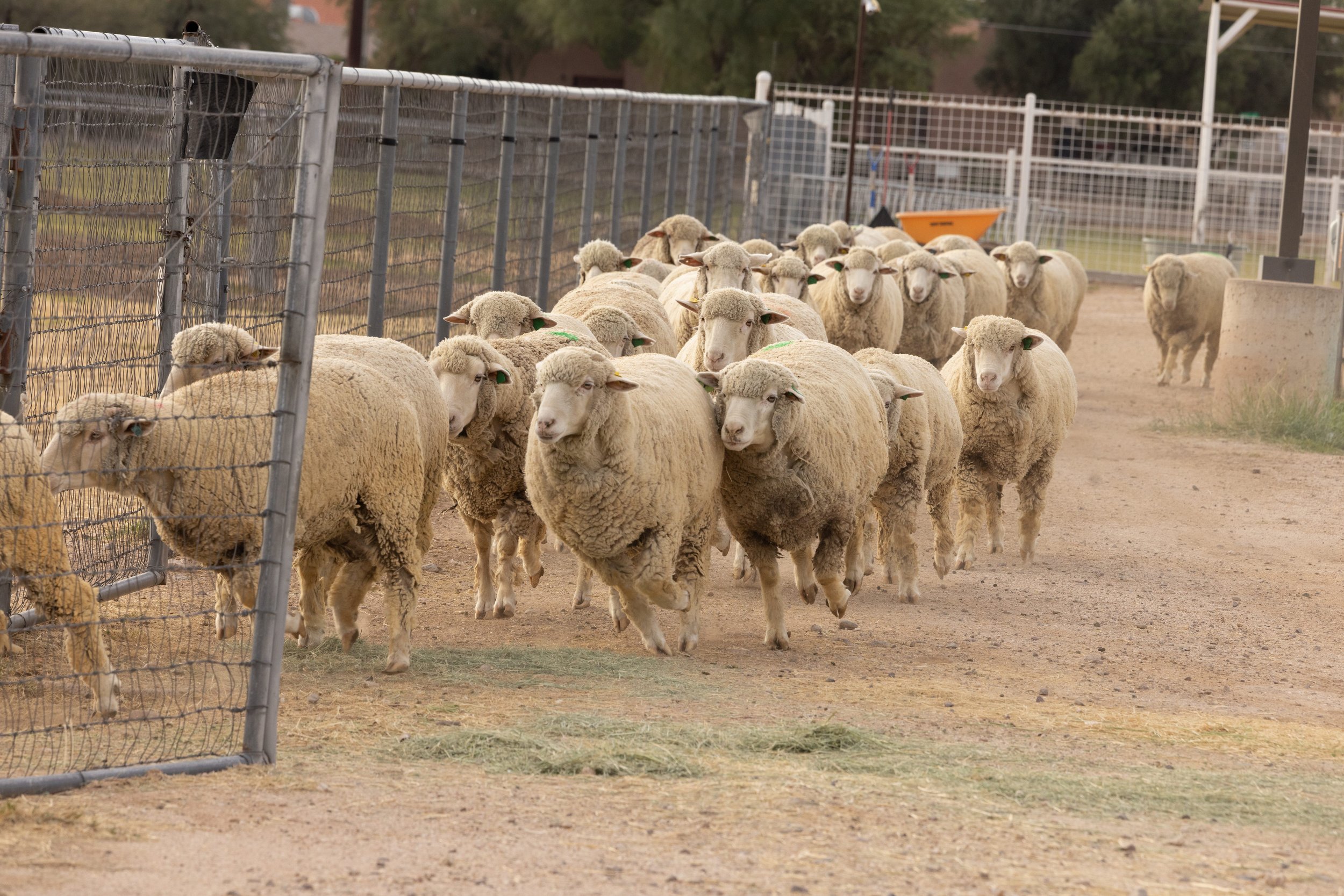 A pasture of 'professors'