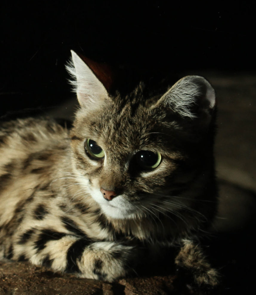 Threatened Black-Footed Cats Face Alarming Inbreeding and Disease Risk Due to Habitat Fragmentation