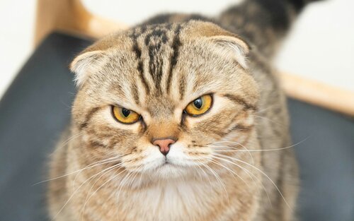 ‘Argylle’: Leading animal charities and welfare organisations share concerns for cat wellbeing in new Hollywood movie