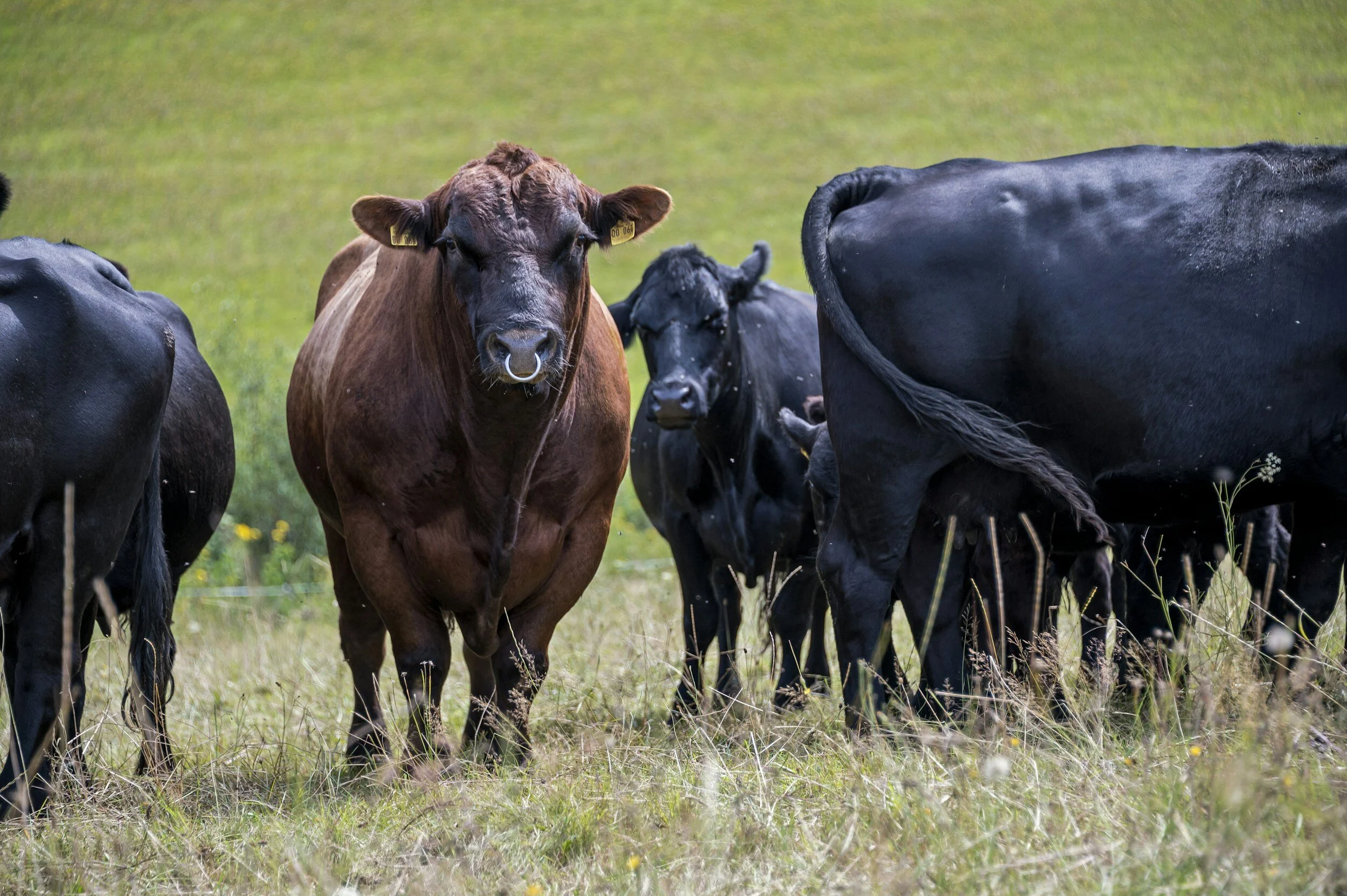Biotech Breakthrough: PhageLab Secures $11 Million to Combat Antibiotic Resistance in Livestock with Revolutionary Technology