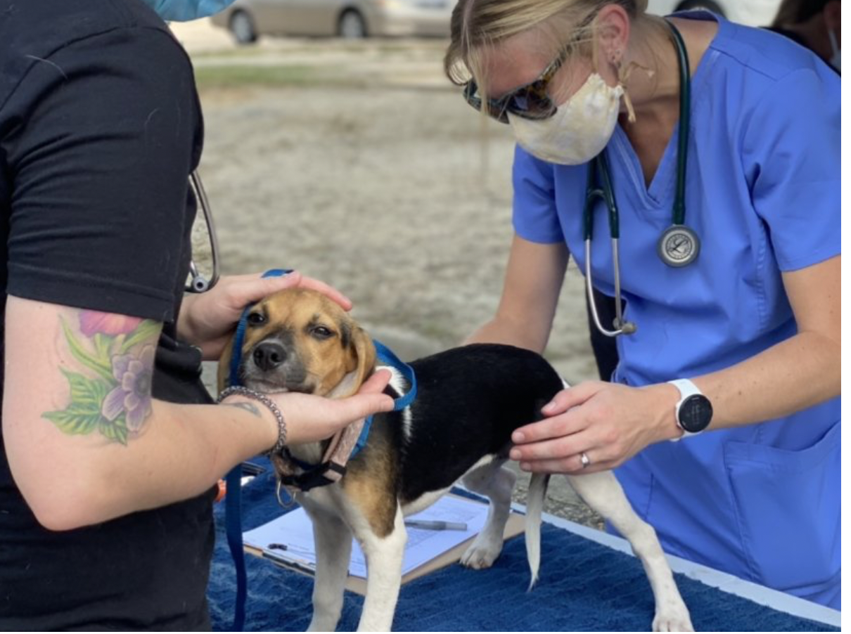 Free Vet Care on Wheels: How DEGA is Changing Lives in North Carolina One Pet at a Time!