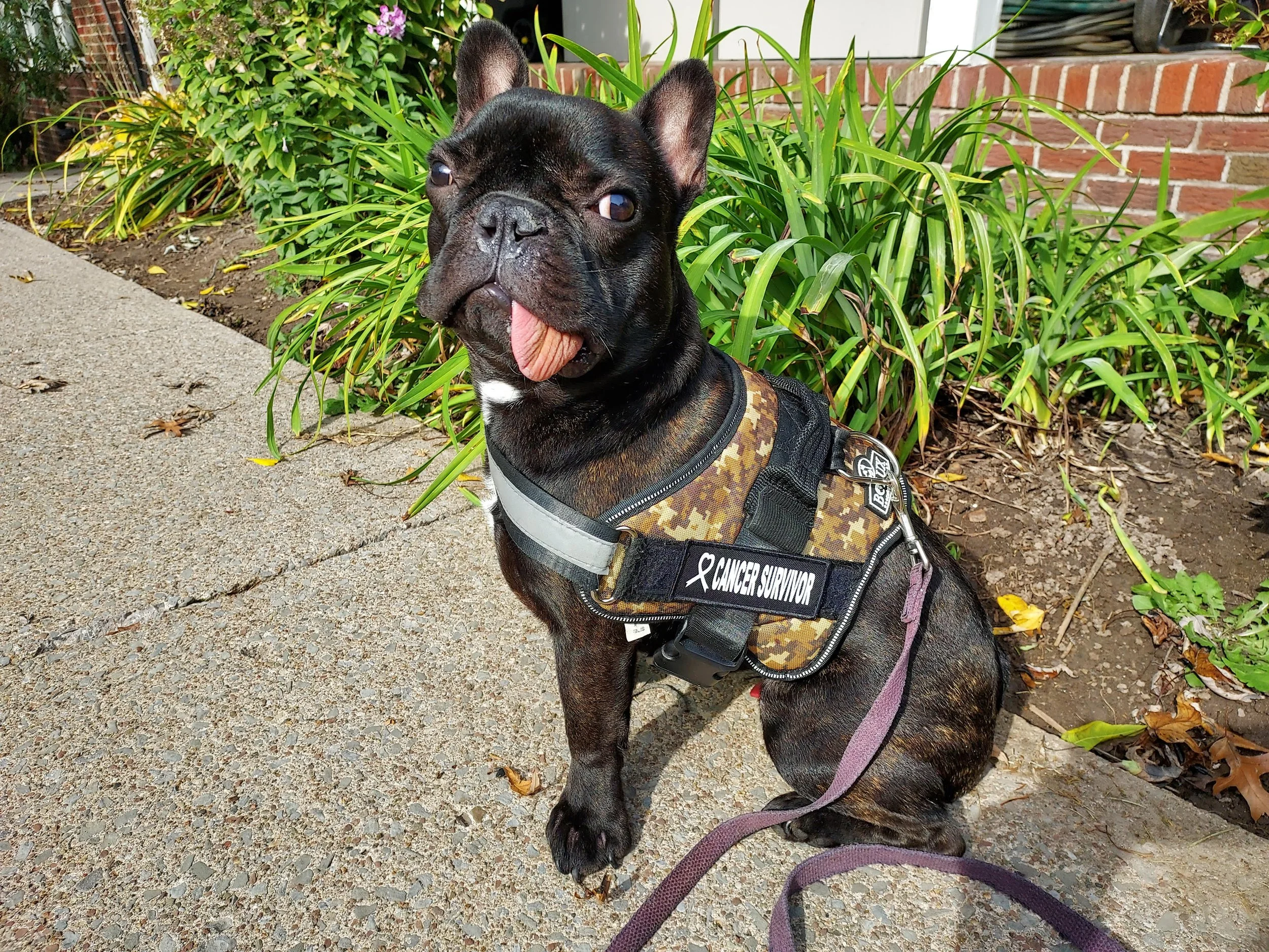 Miracle Puppy Regrows Jaw After Cancer Surgery: A Veterinary First