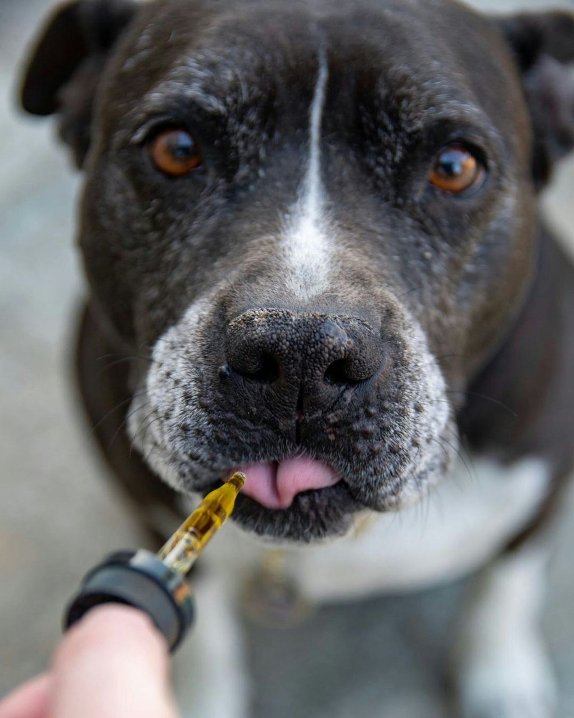 Is CBD the Secret to Calming Your Dog? New Study Reveals Surprising Effects