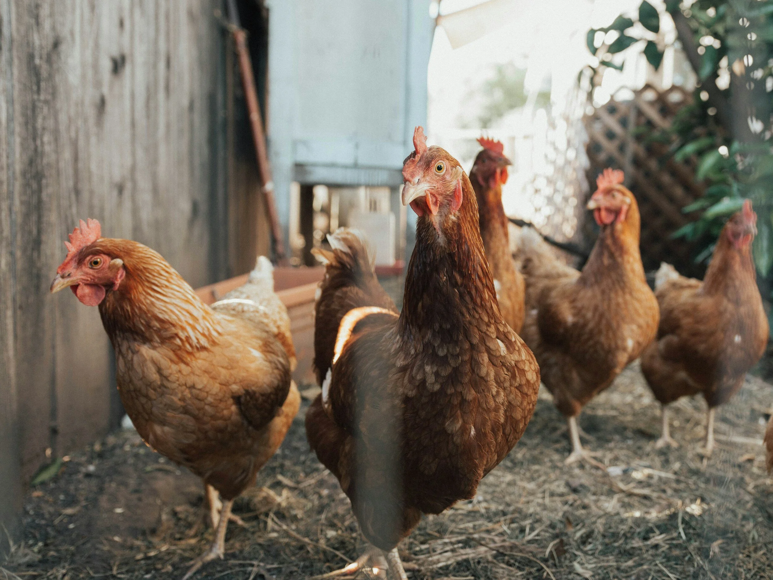 USDA Confirms Highly Pathogenic Avian Influenza in Backyard Non-Poultry Flock in West Virginia