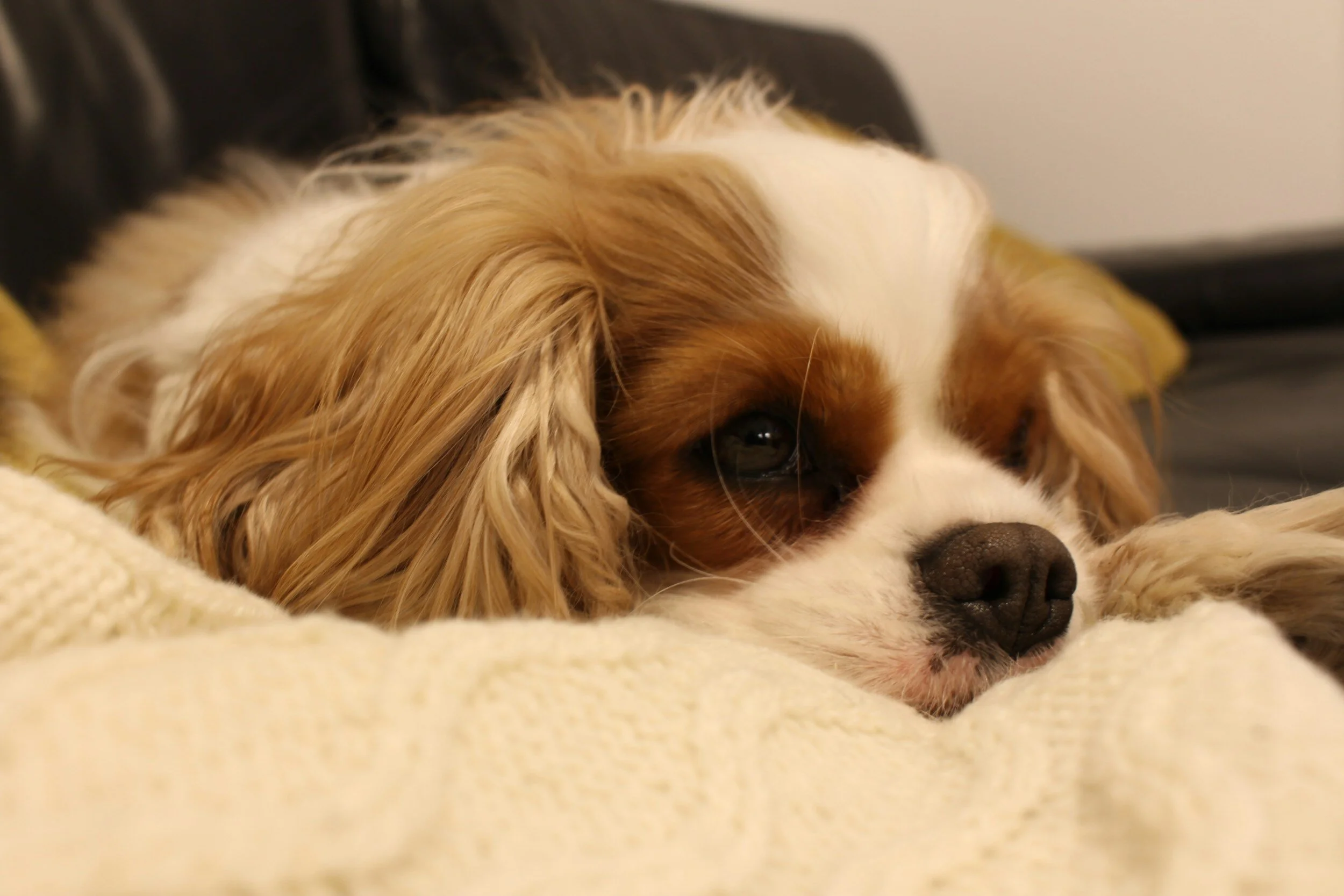 Groundbreaking Study Reveals Surprising Heart Conditions in Cavalier King Charles Spaniels: What You Need to Know