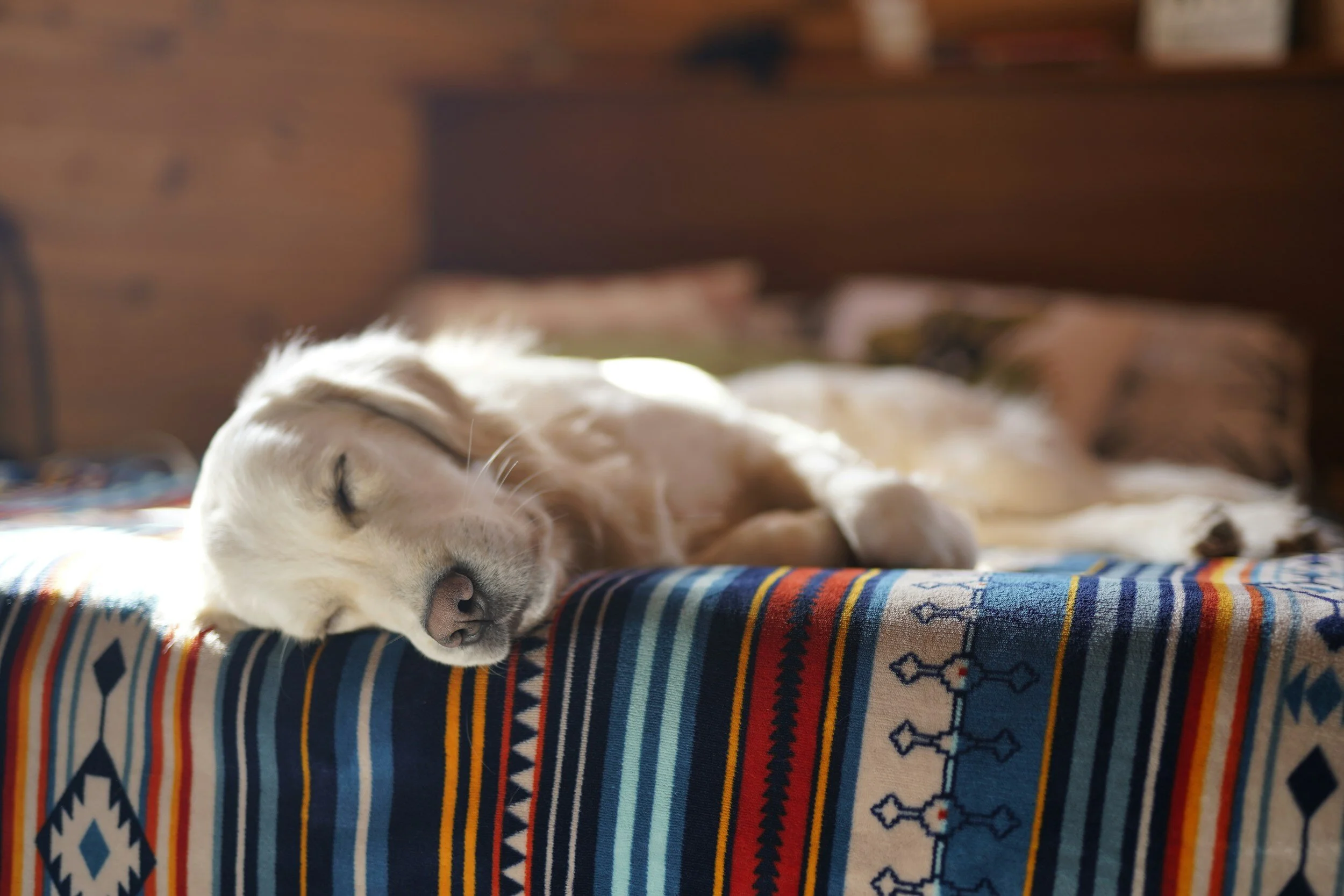 Revealing Study Discovers Key Factors Contributing to Sleep Disorders in Dogs