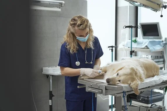 Adrenal Crisis in Dogs: A Groundbreaking Study Reveals No Difference Between Popular Treatments