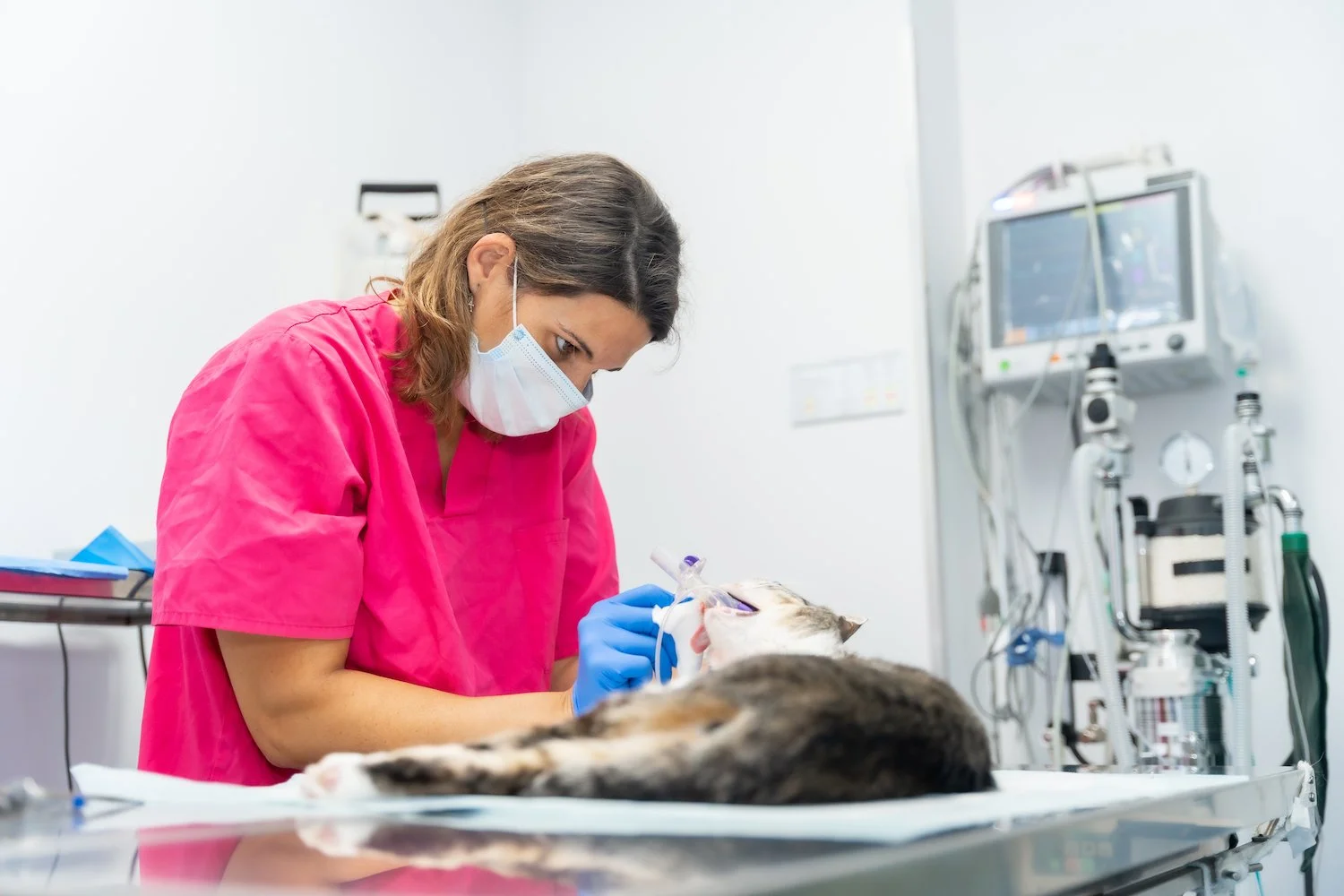 Revolutionary Cat Study Discovers Key Indicator for Kidney Disease: What Every Vet Needs to Know