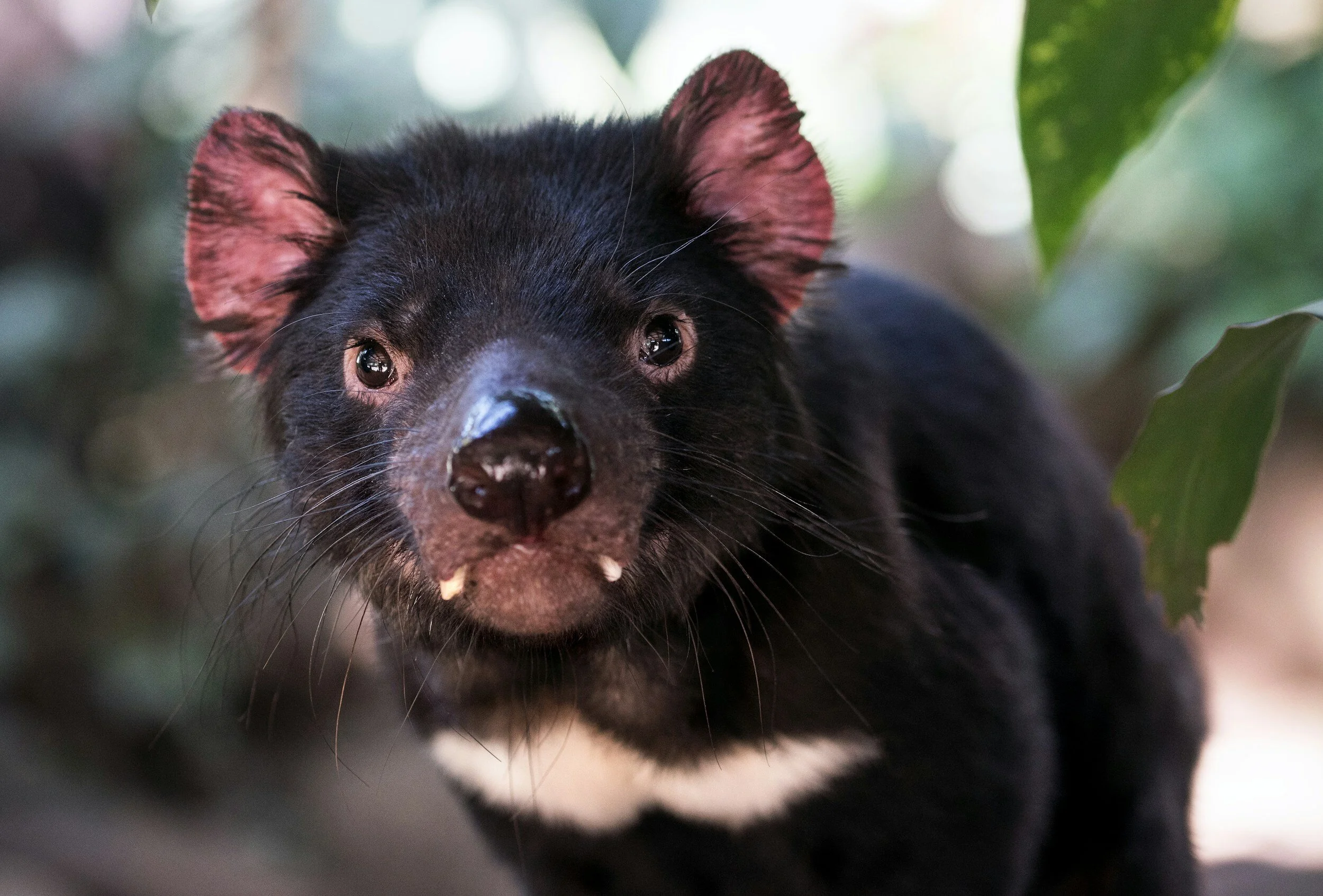 Genomic research may help explain cancer resistance in Tasmanian devils