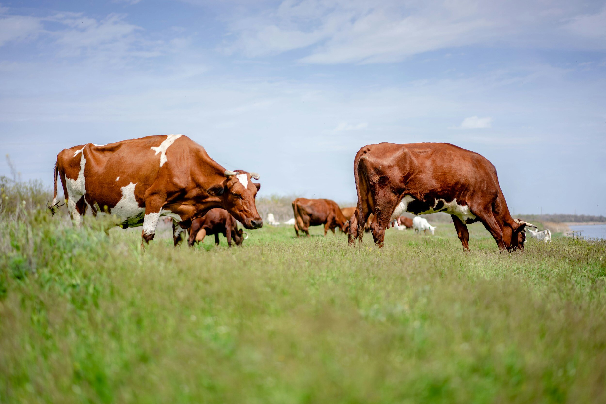USDA Confirms Highly Pathogenic Avian Influenza in Dairy Herd in Idaho