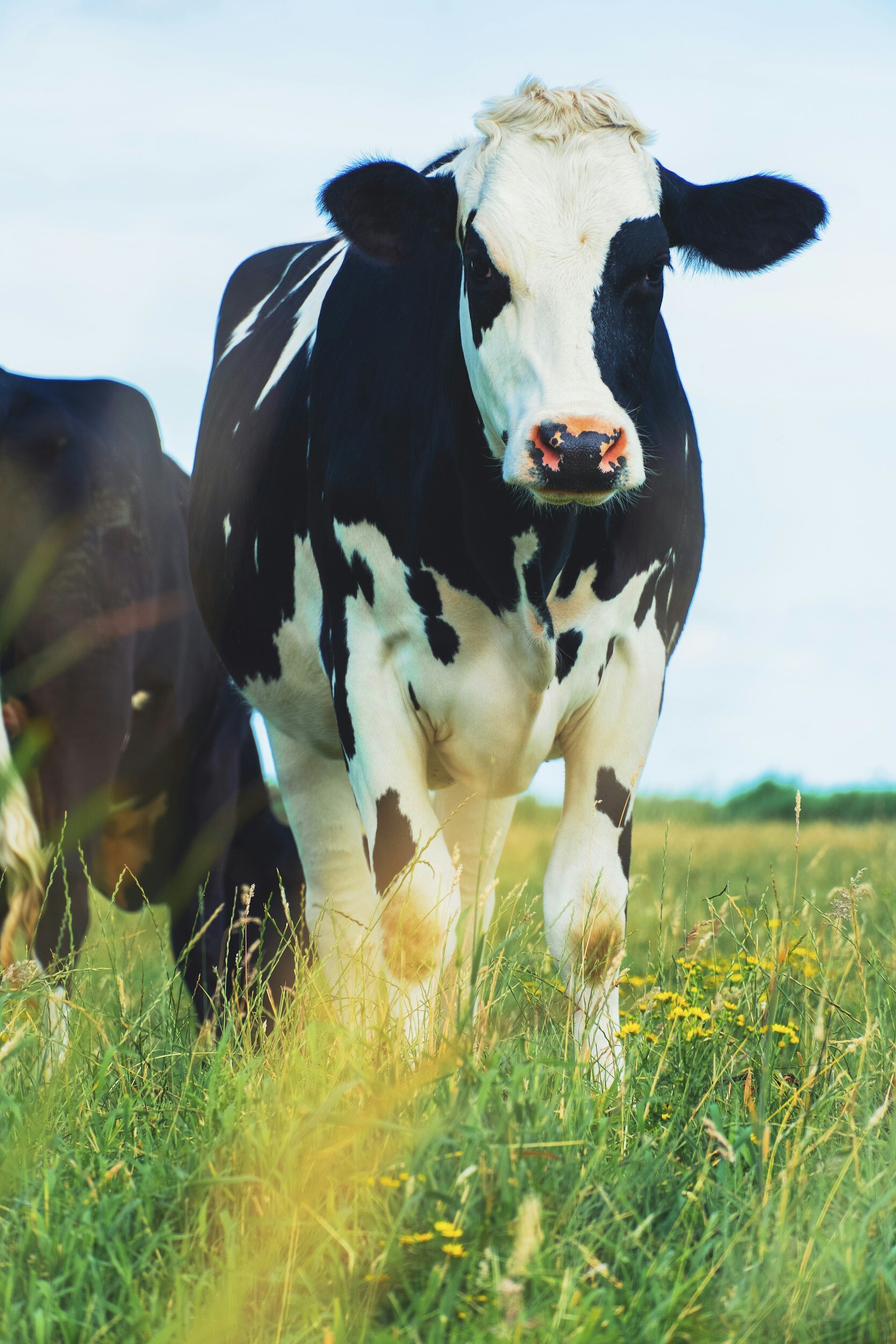 USDA Confirms Highly Pathogenic Avian Influenza in Dairy Herd in New Mexico