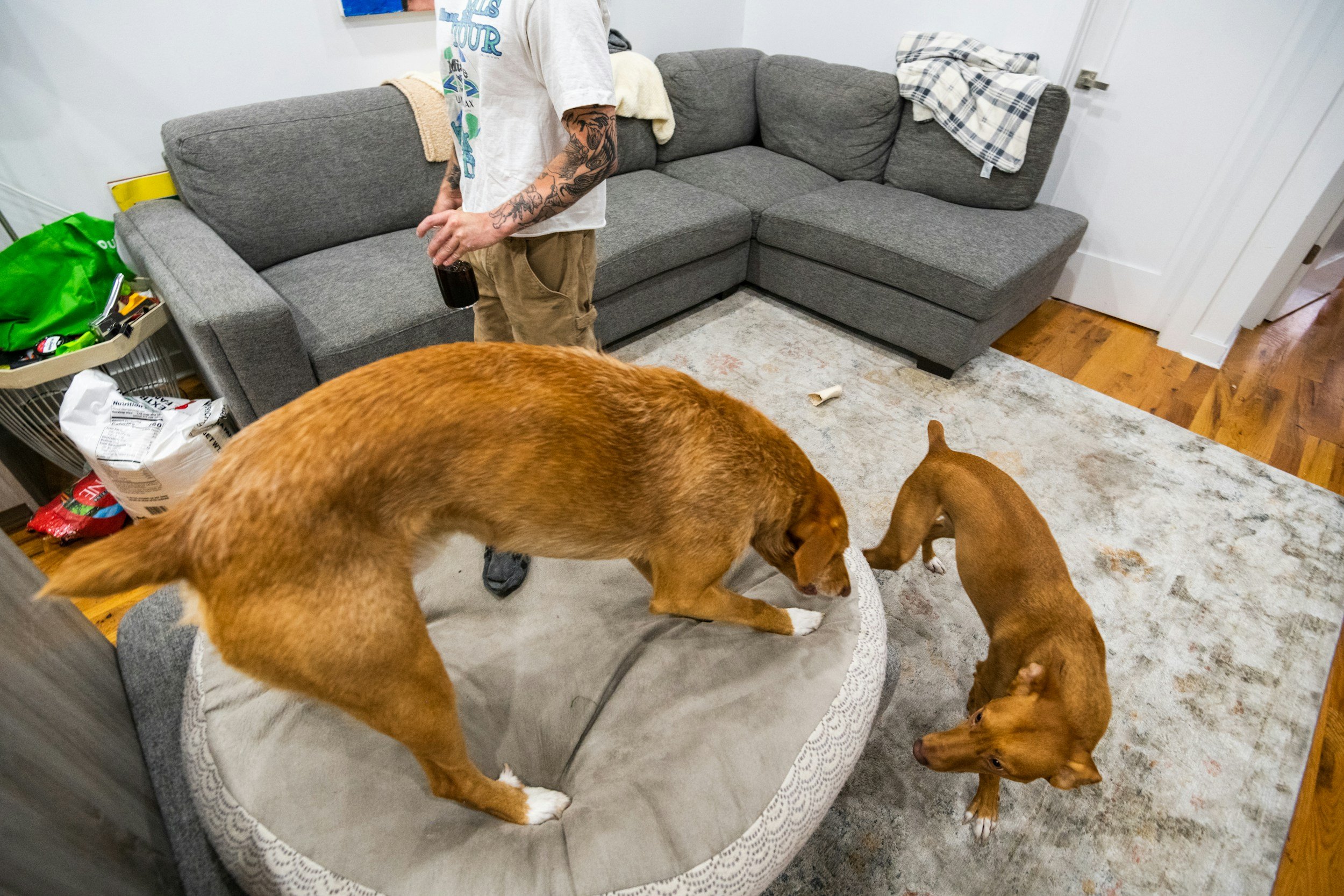 Plymouth Rock Home Assurance and Fetch Pet Insurance Partner to Safeguard Homes and Pets