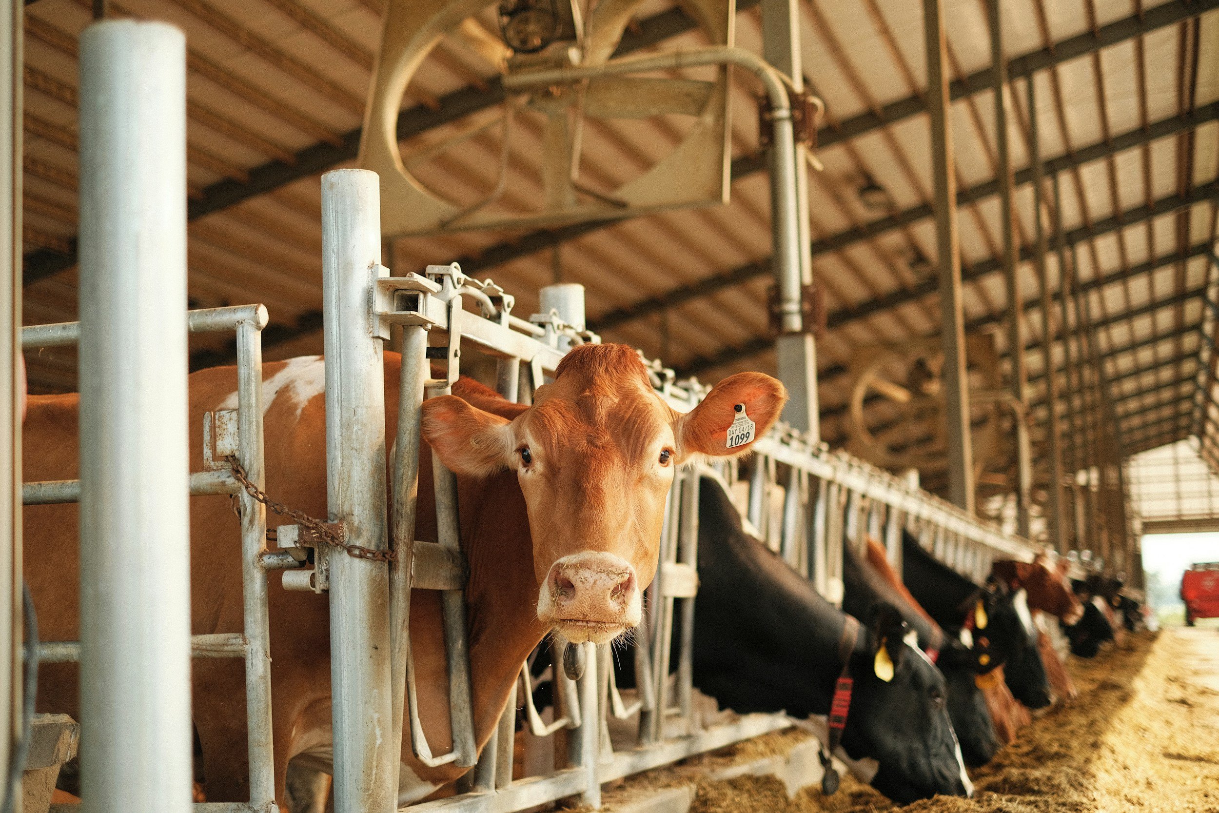 Auburn Experts Weigh in on Avian Flu’s Impact on Dairy Cattle