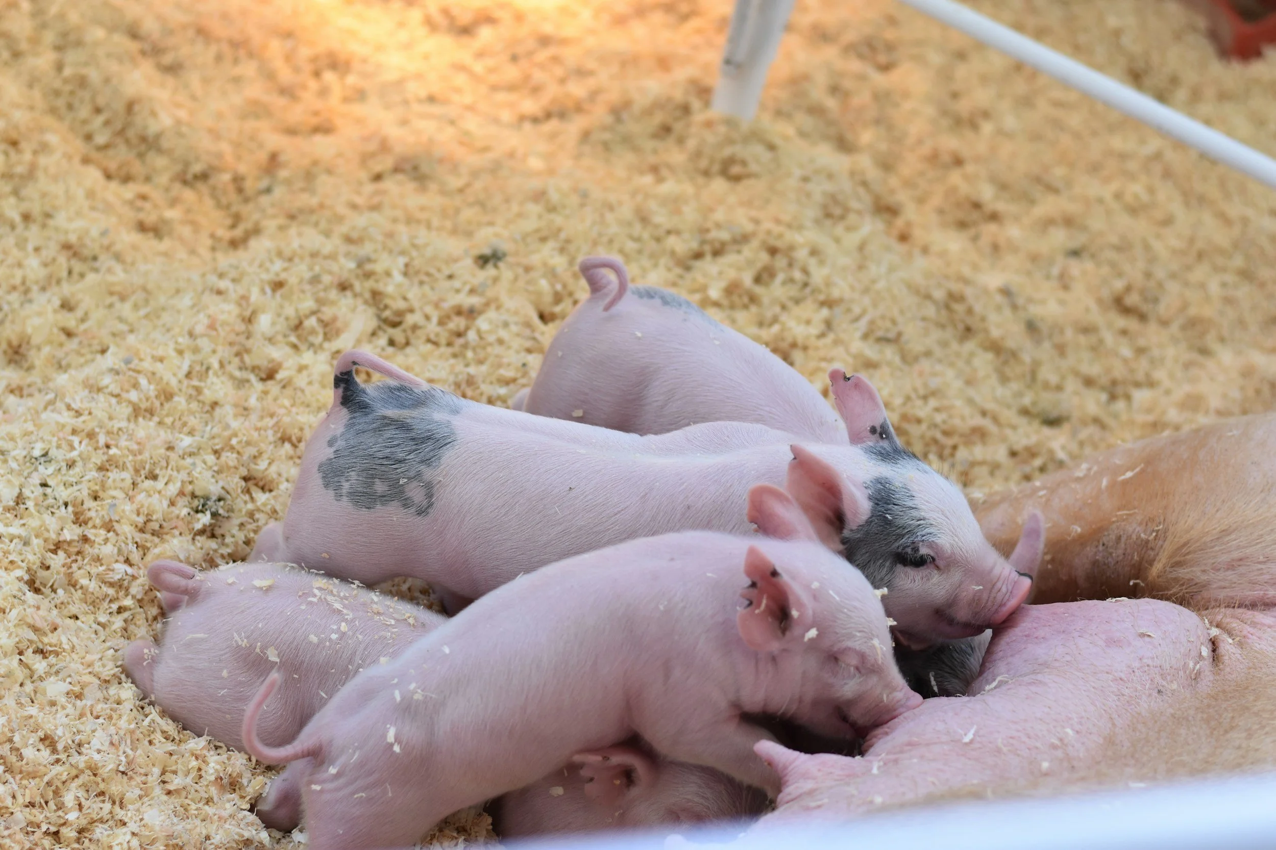 Revolutionary Tool in Swine Disease Detection: Iowa State University's Groundbreaking Contribution to Combat PRRSV