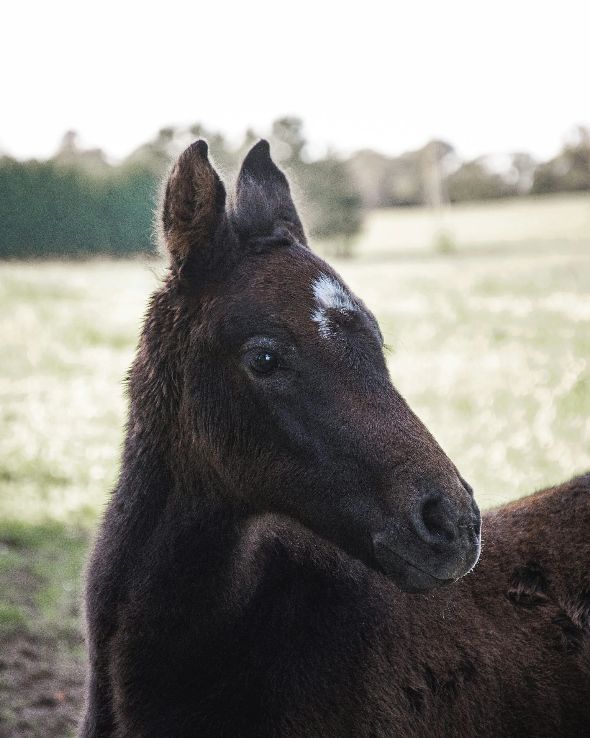 Miracle Foal: The Inspiring Tale of Queen Victoria's Fight for Life at Texas A&amp;M