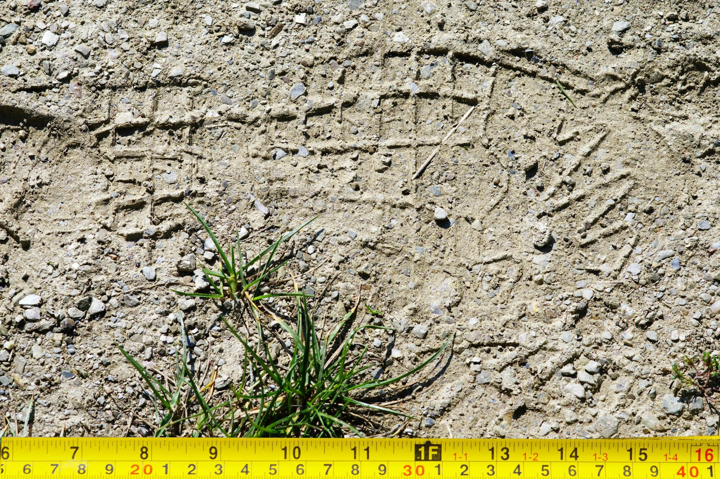 Unveiling Heroes in Forensic Veterinary Medicine: How Adam Stern and His Team are Transforming Animal Justice