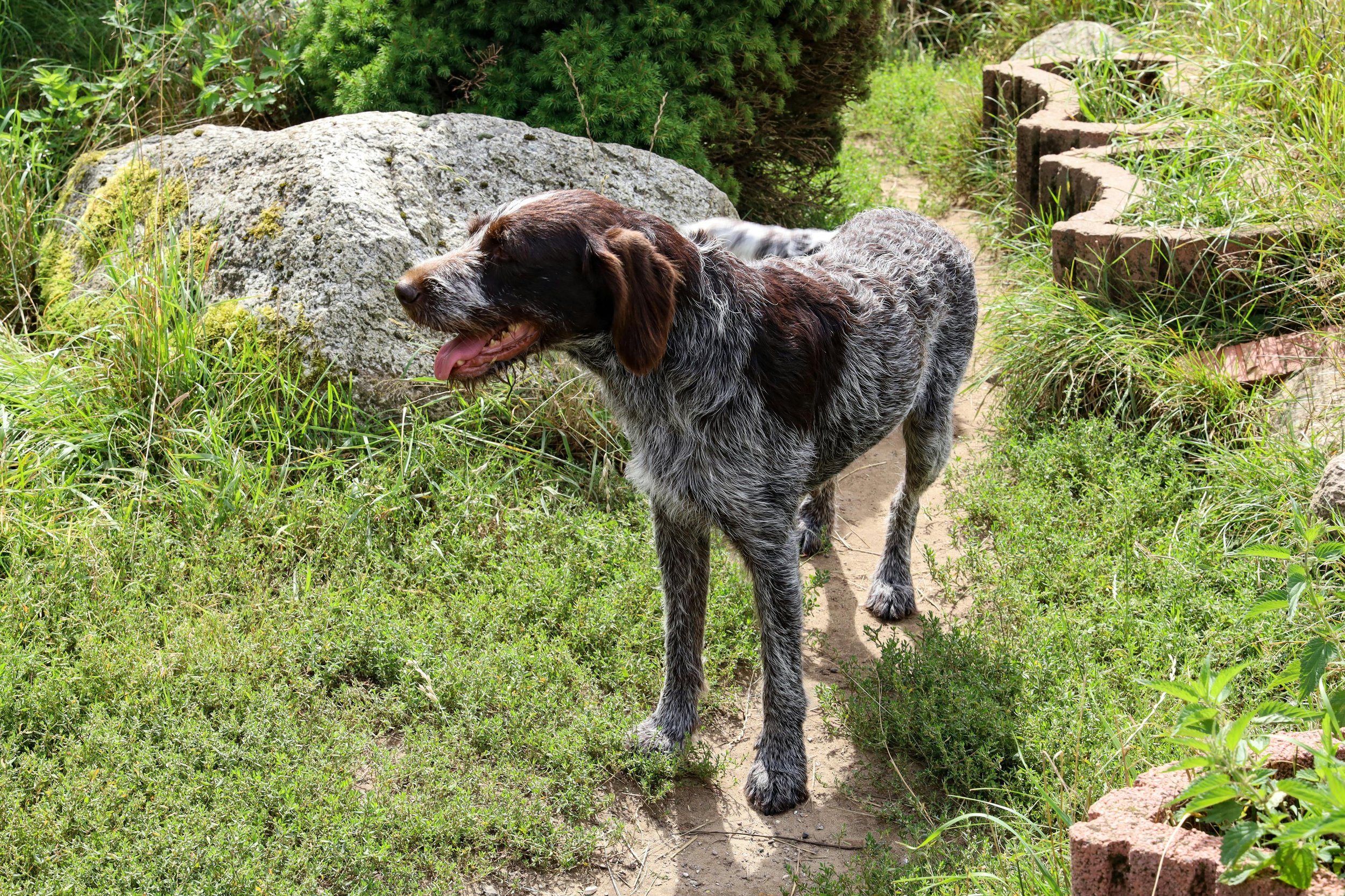 Mysterious Heart Condition in Senior Dog Linked to Tick-Borne Disease