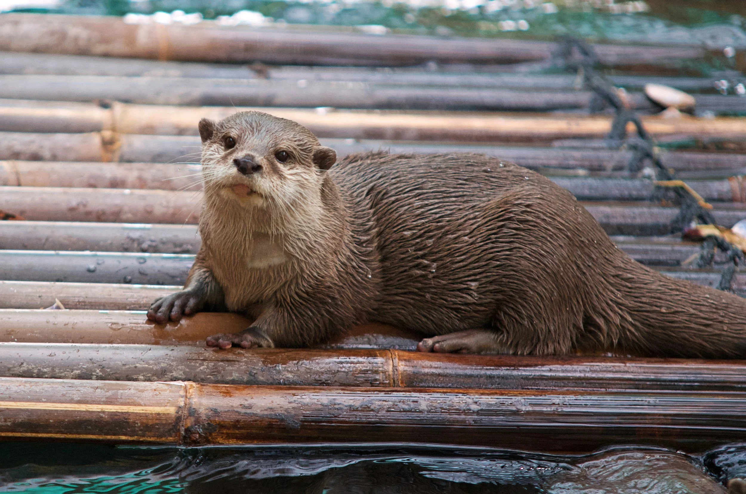Otters, especially females, use tools to survive a changing world