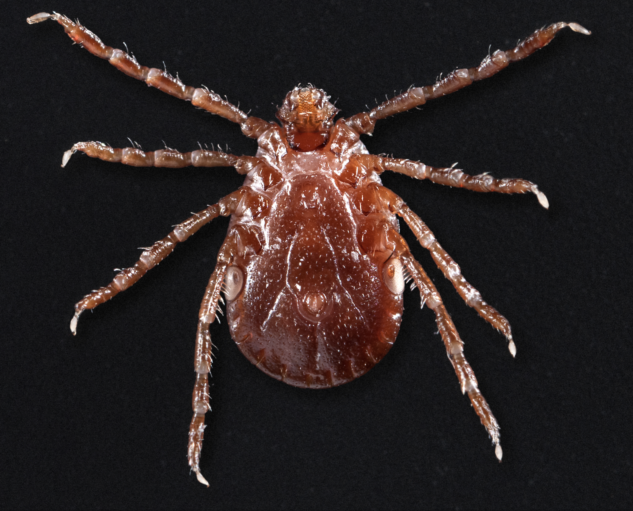 Invasive Asian Longhorned Tick Spreads Across Eastern U.S., Threatening Livestock