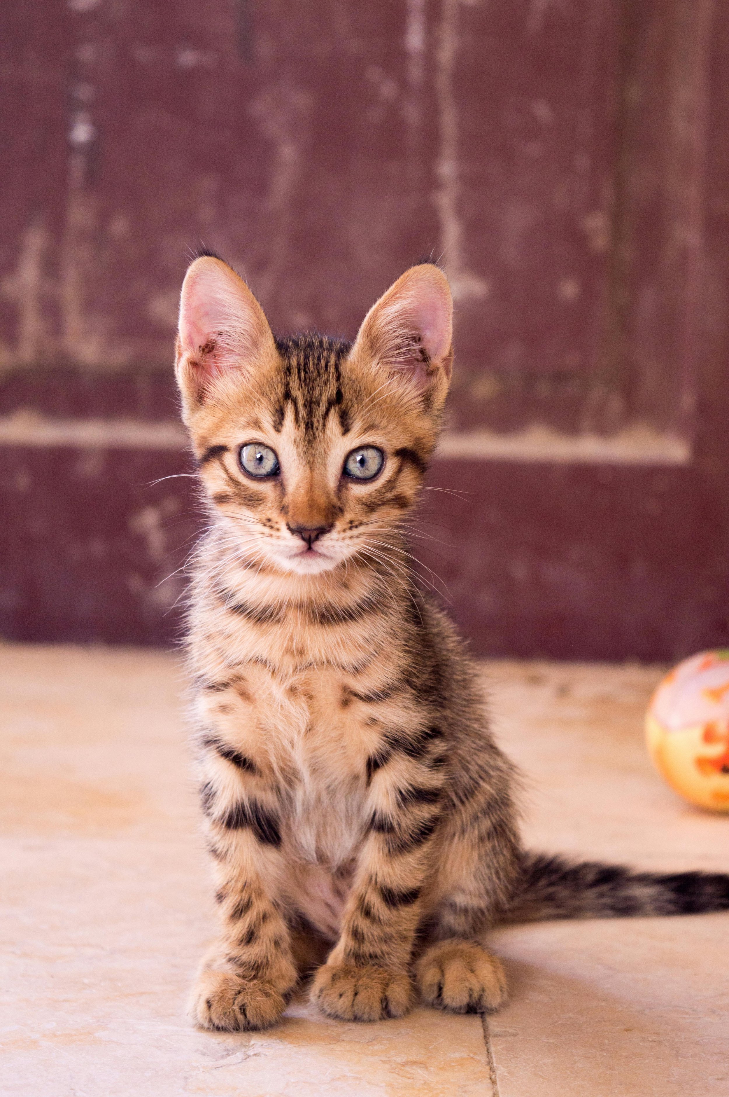 Unveiling the Hidden Struggles of a Rare Feline Condition