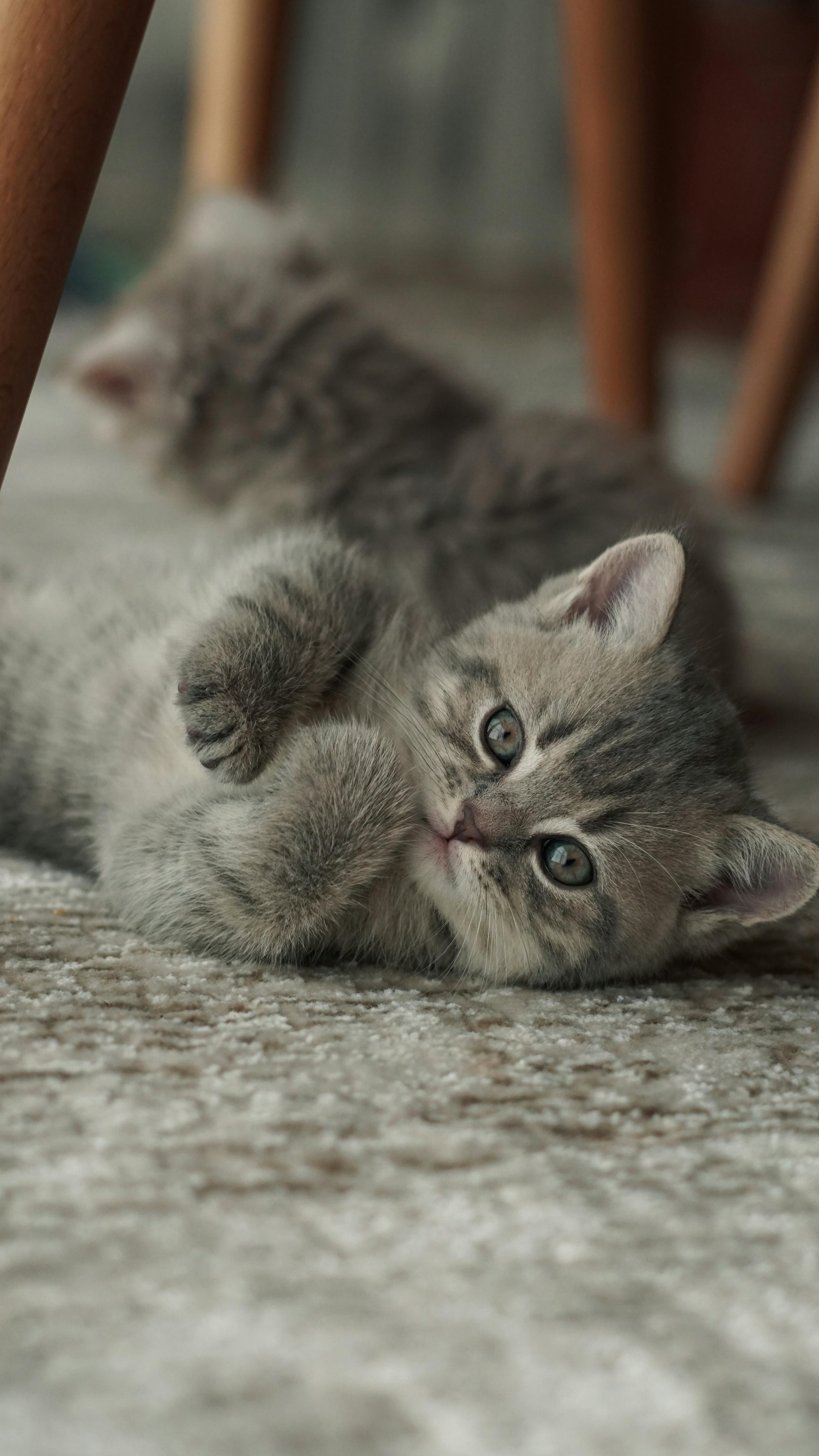 Tragic Tale: Mysterious Heart Condition in Kitten Baffles Vets After Heroic Rescue Efforts