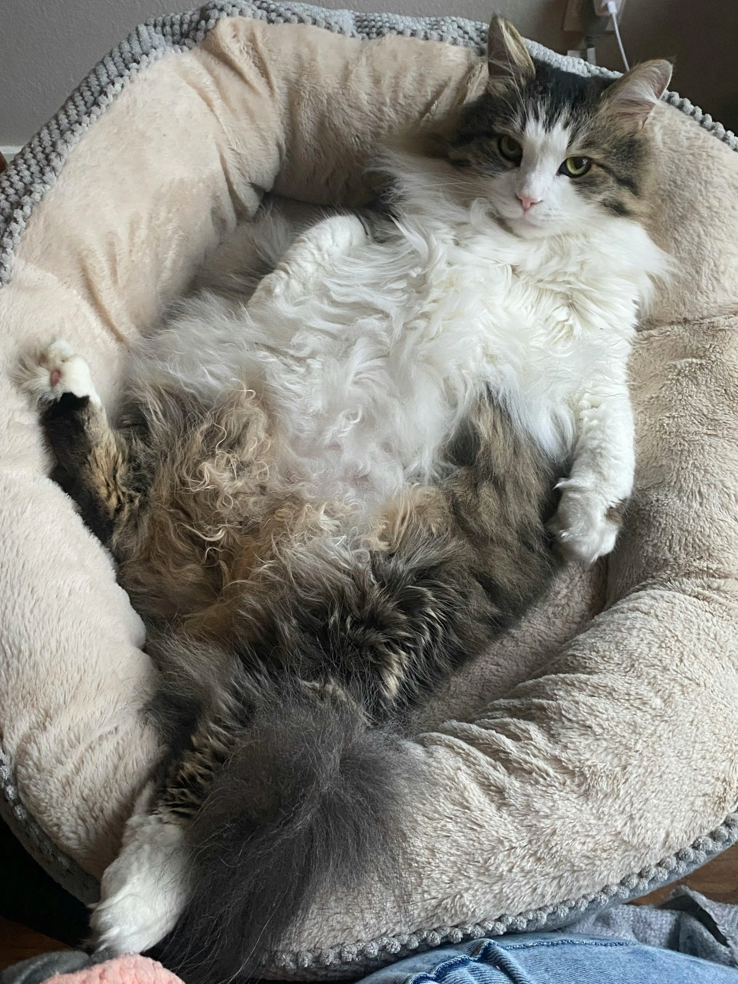 Revolutionary Test Reveals Surprising Results in Monitoring Blood Thinners for Cats with Heart Disease