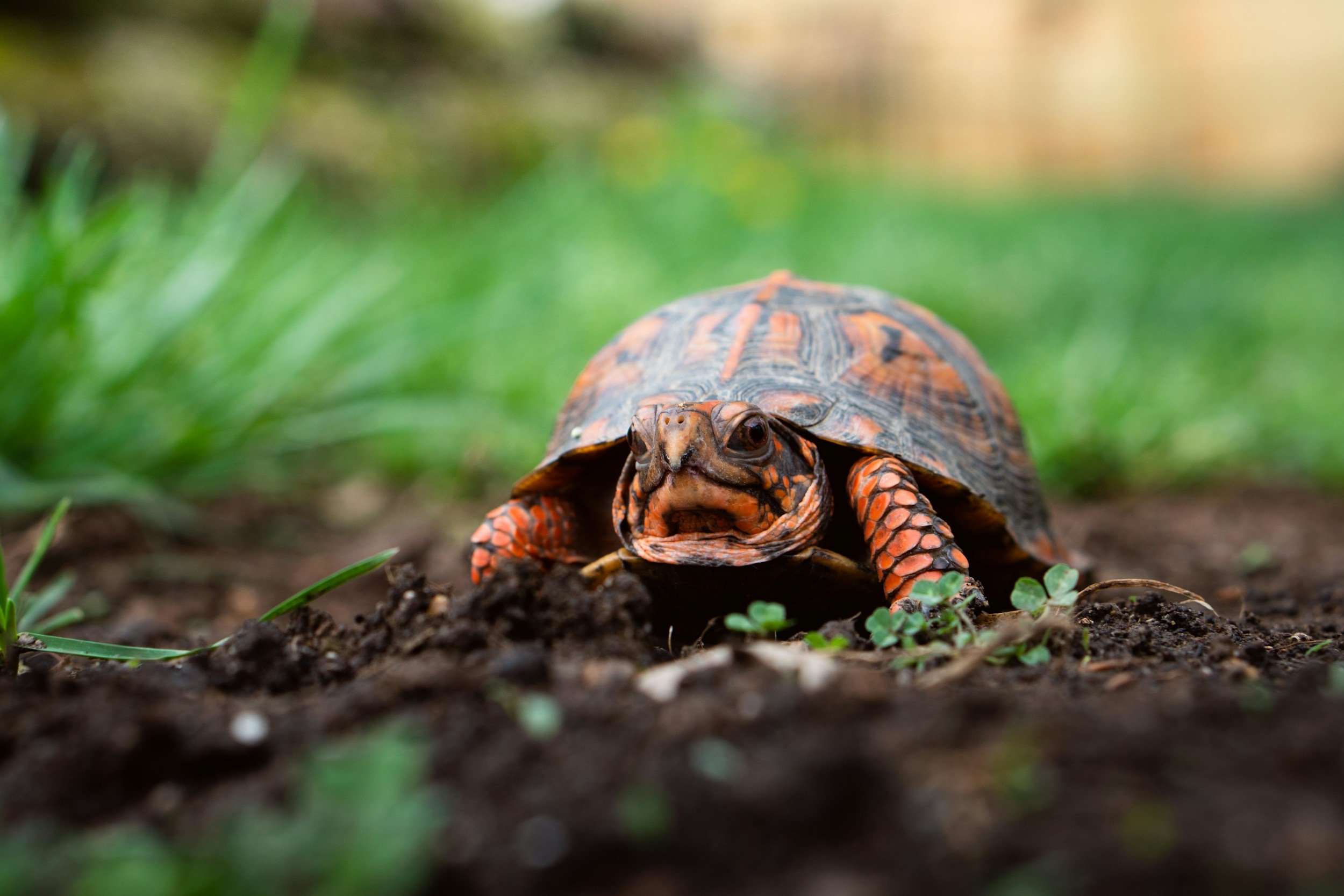 Multi-systemic: Soft Shell Disease