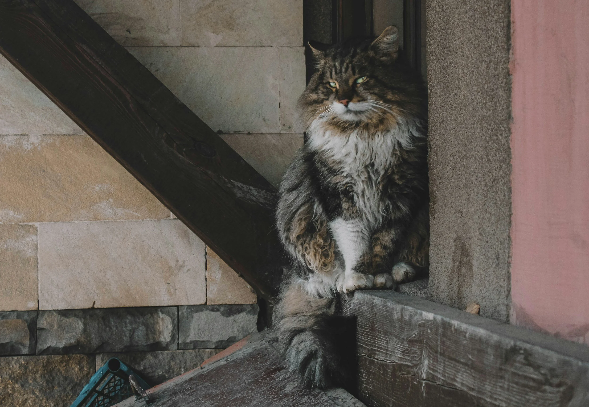 What fat cats on a diet may tell us about obesity in humans