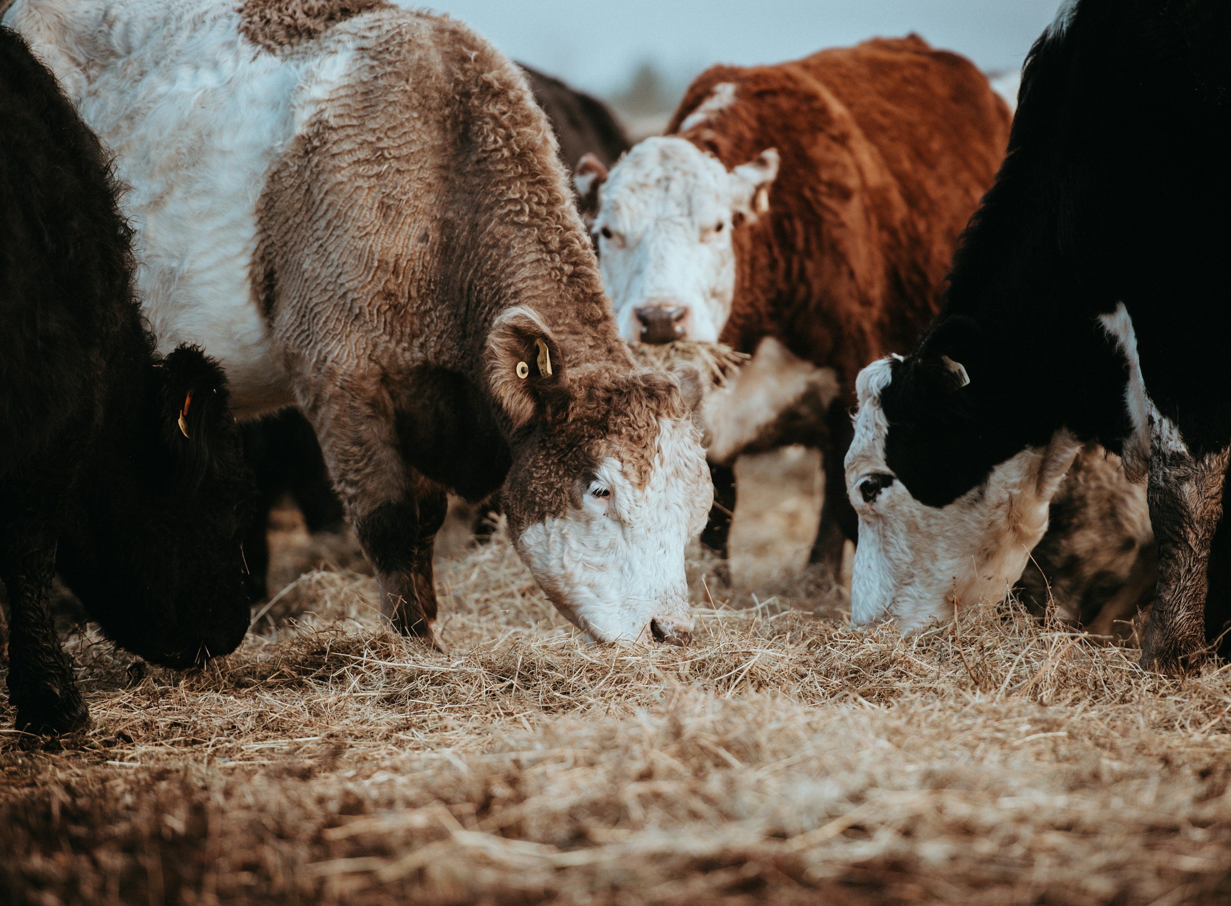 New vaccine created by Mizzou researchers protects cattle from deadly tick-borne disease