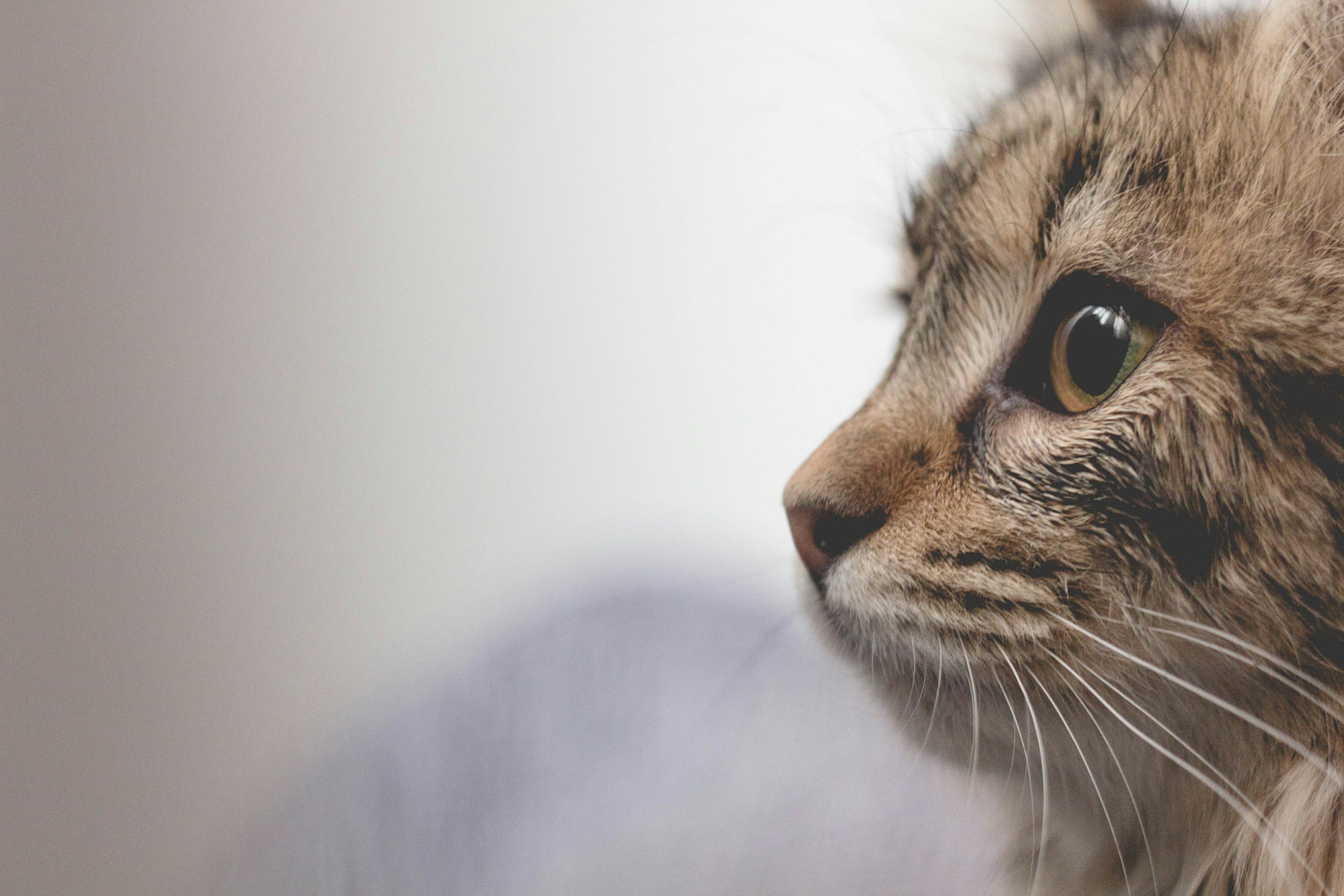 Researchers engineered the 'cat parasite' Toxoplasma gondii to produce and release therapeutic proteins in the human brain