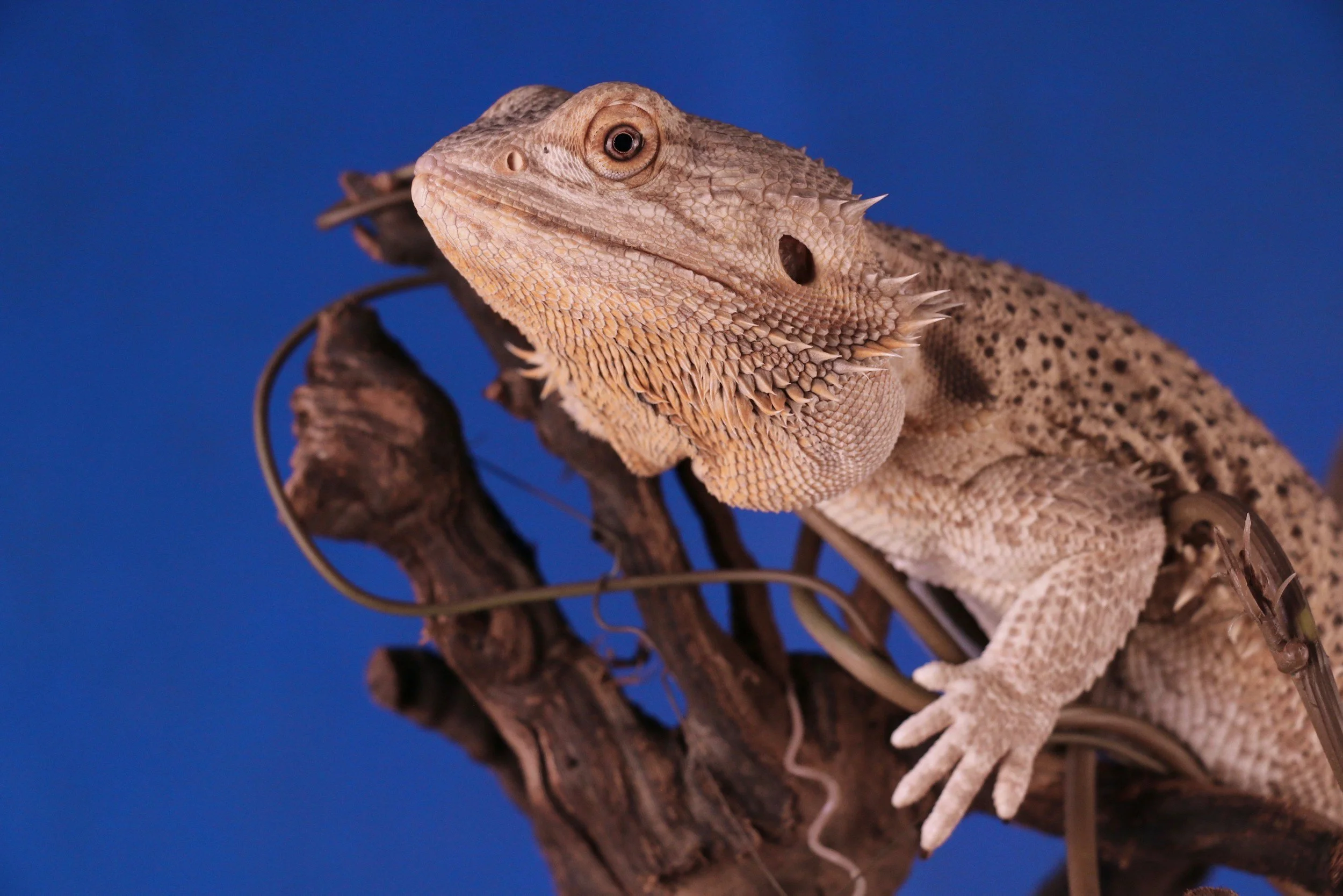 Cornell researchers find ideal place to take reptiles’ pulse rate